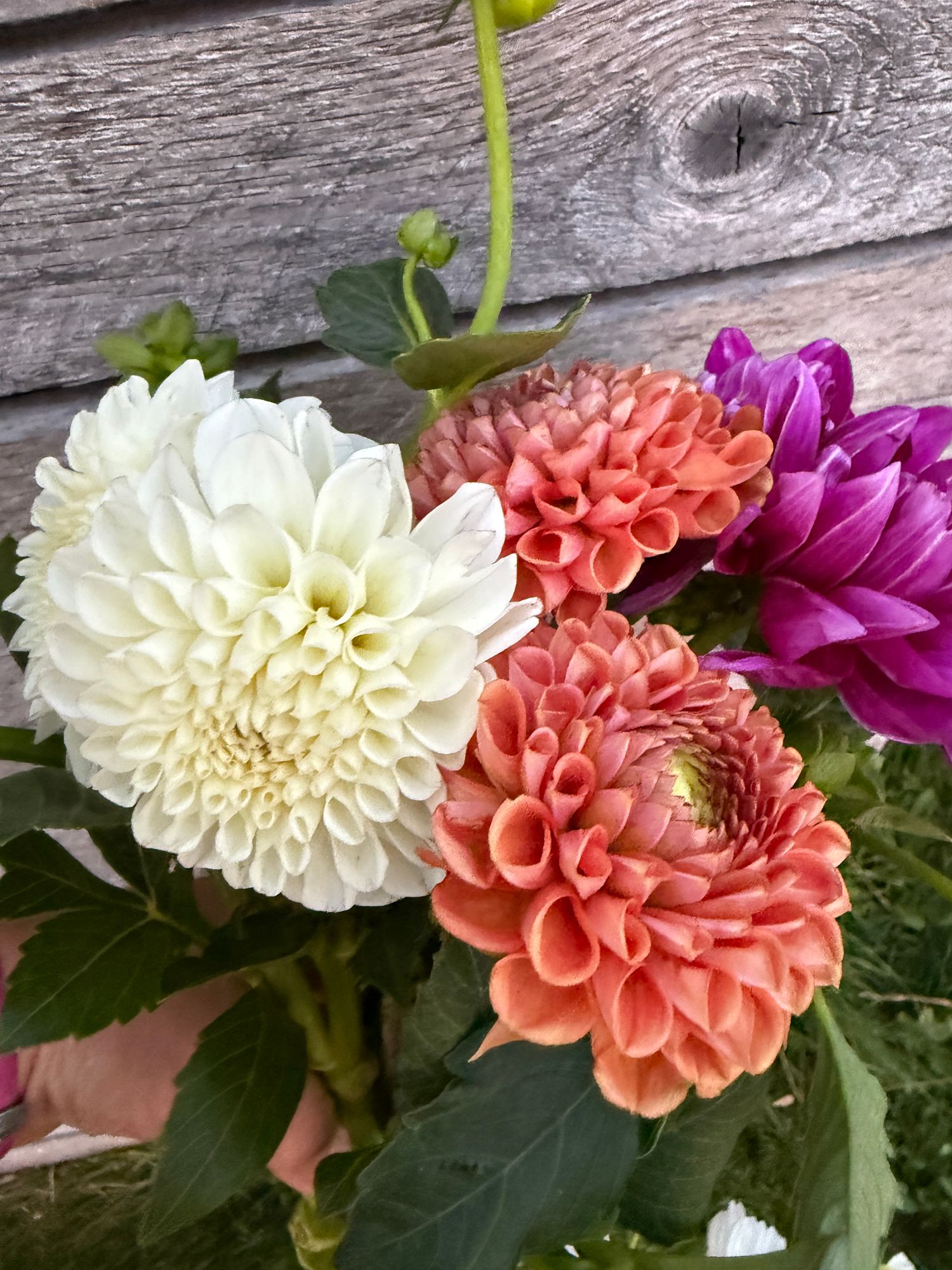DAHLIA