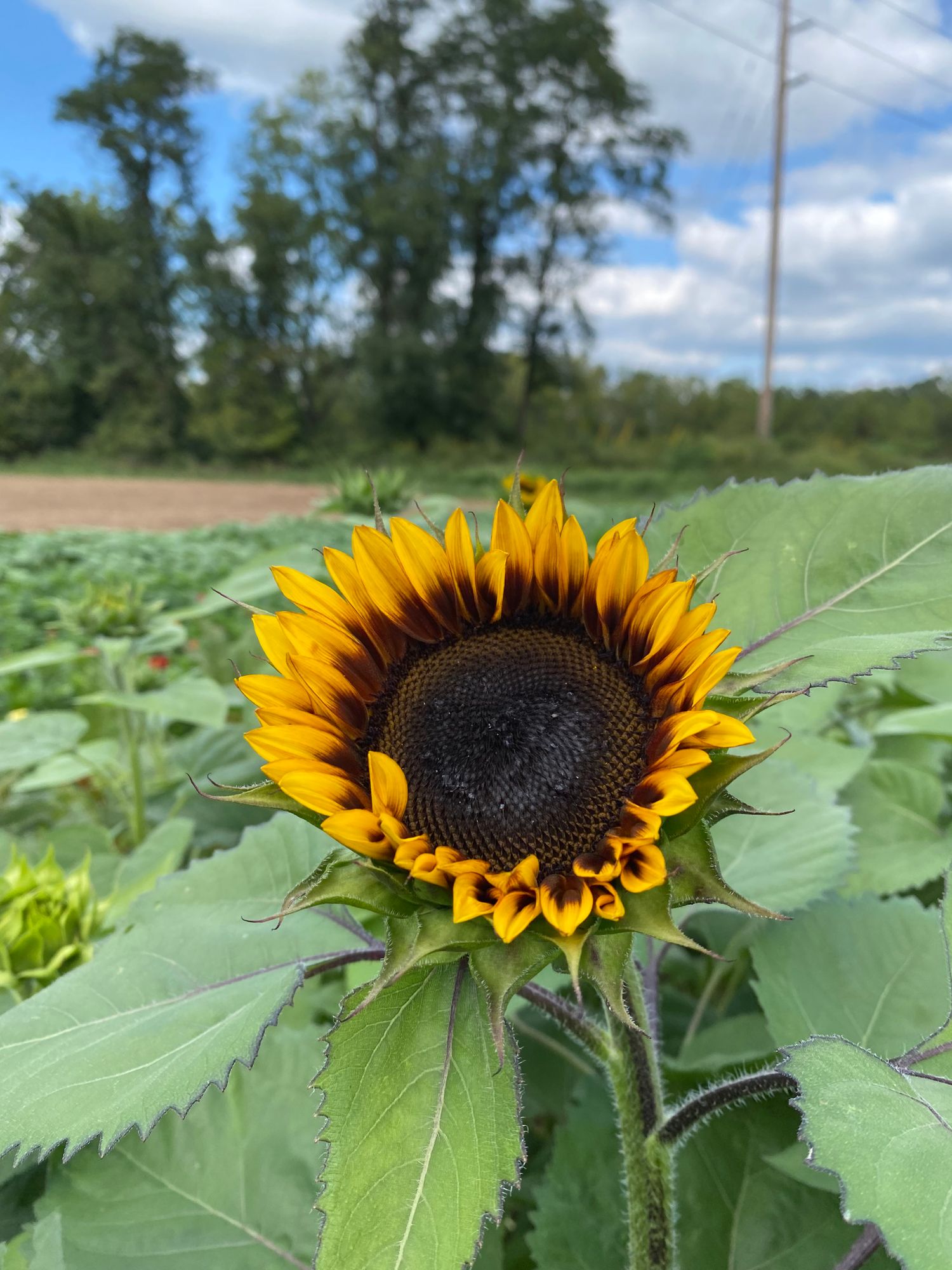 HELIANTHUS annuus ProCut Bi-color