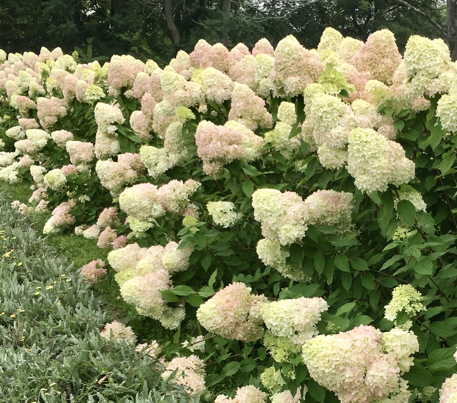 HYDRANGEA paniculata Limelight