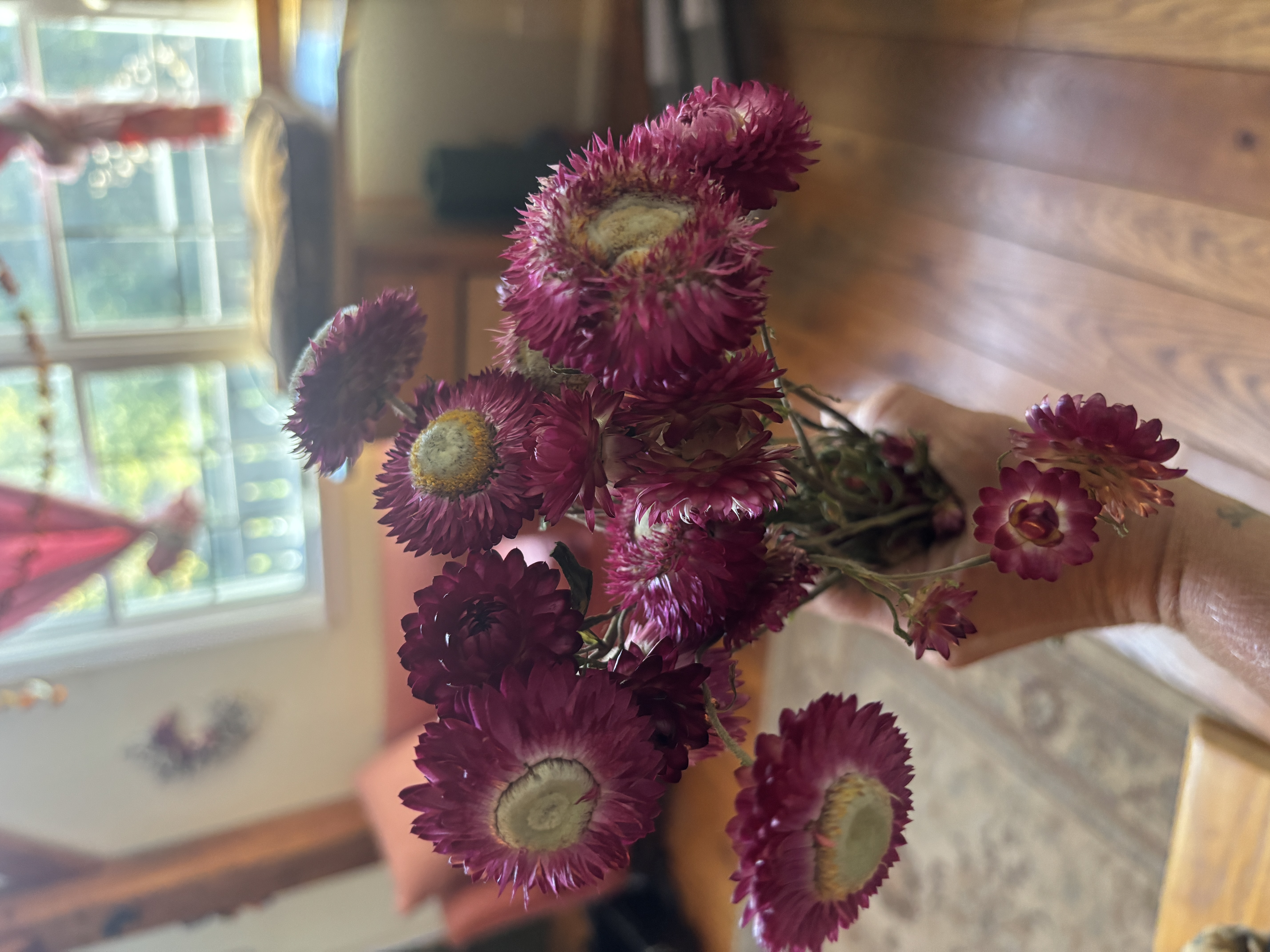 XEROCHRYSUM bracteatum Cranberry Rose