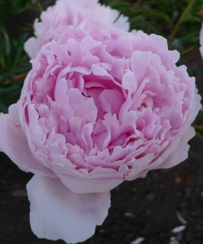 PAEONIA lactiflora Pillow Talk