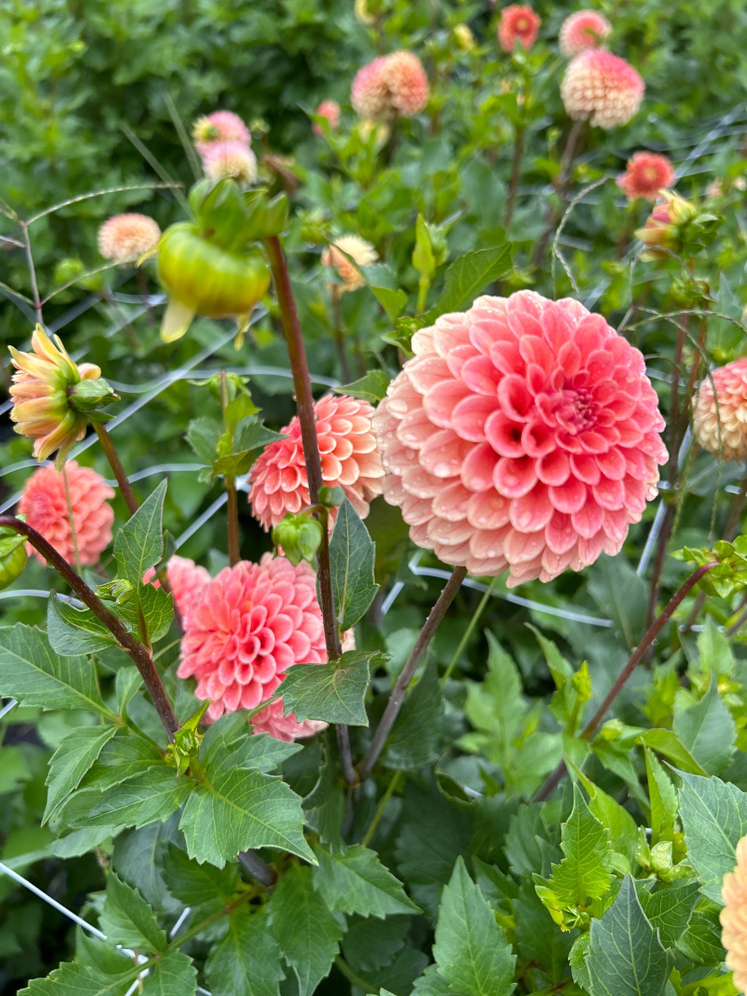 DAHLIA Rose Toscano