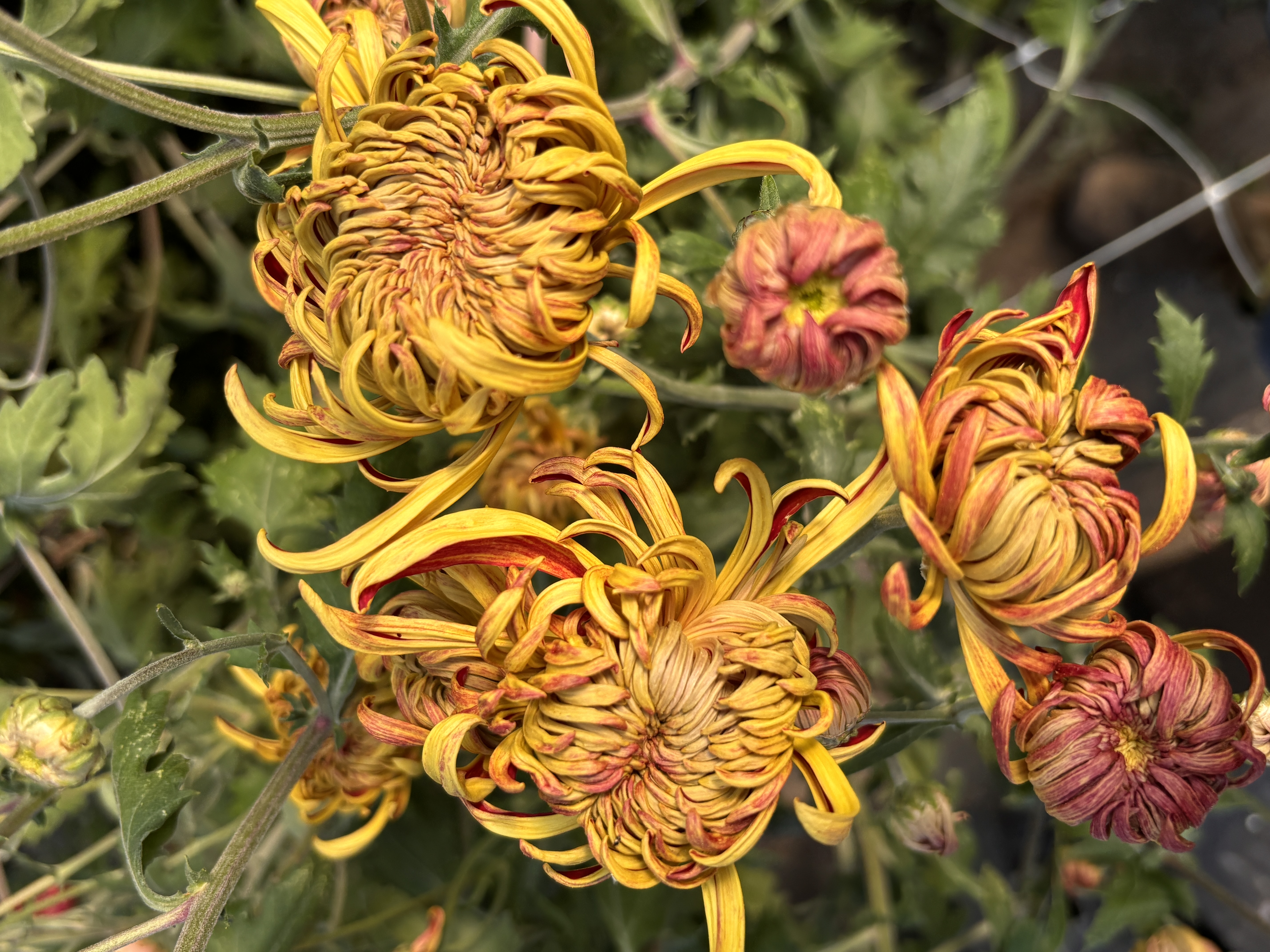 CHRYSANTHEMUM x Nijin Bigo