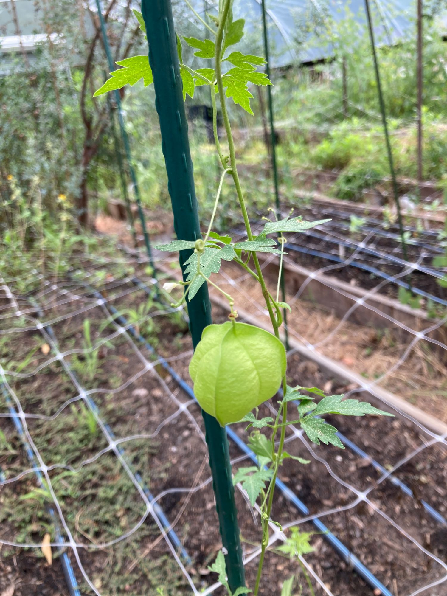 CARDIOSPERMUM halicacabum