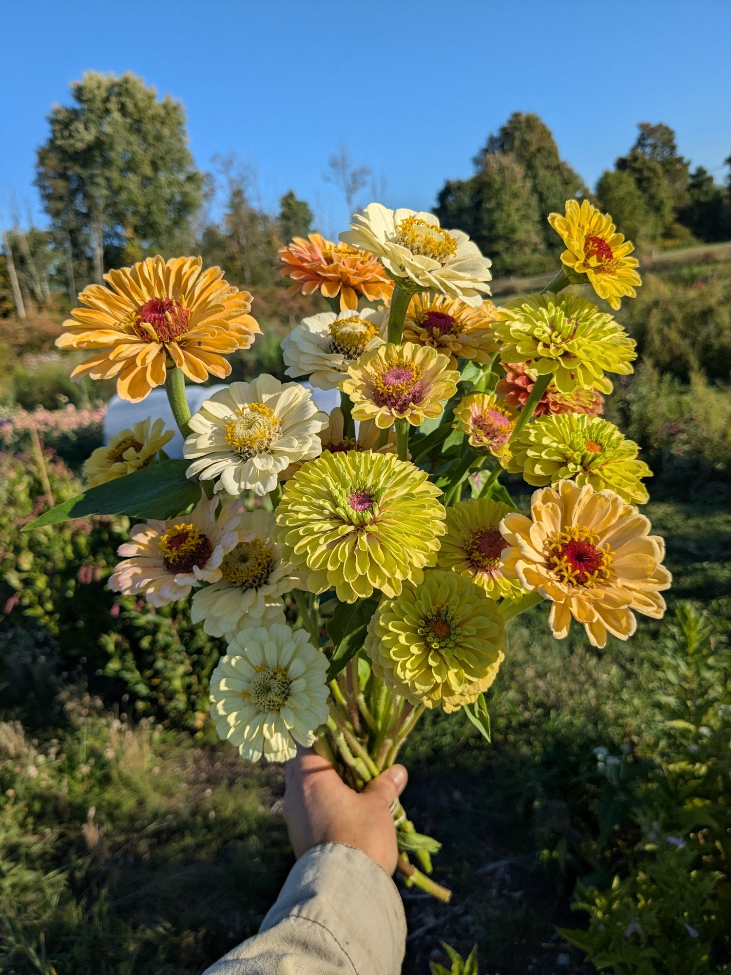 (25 Stems) Mixed pastel zinnia