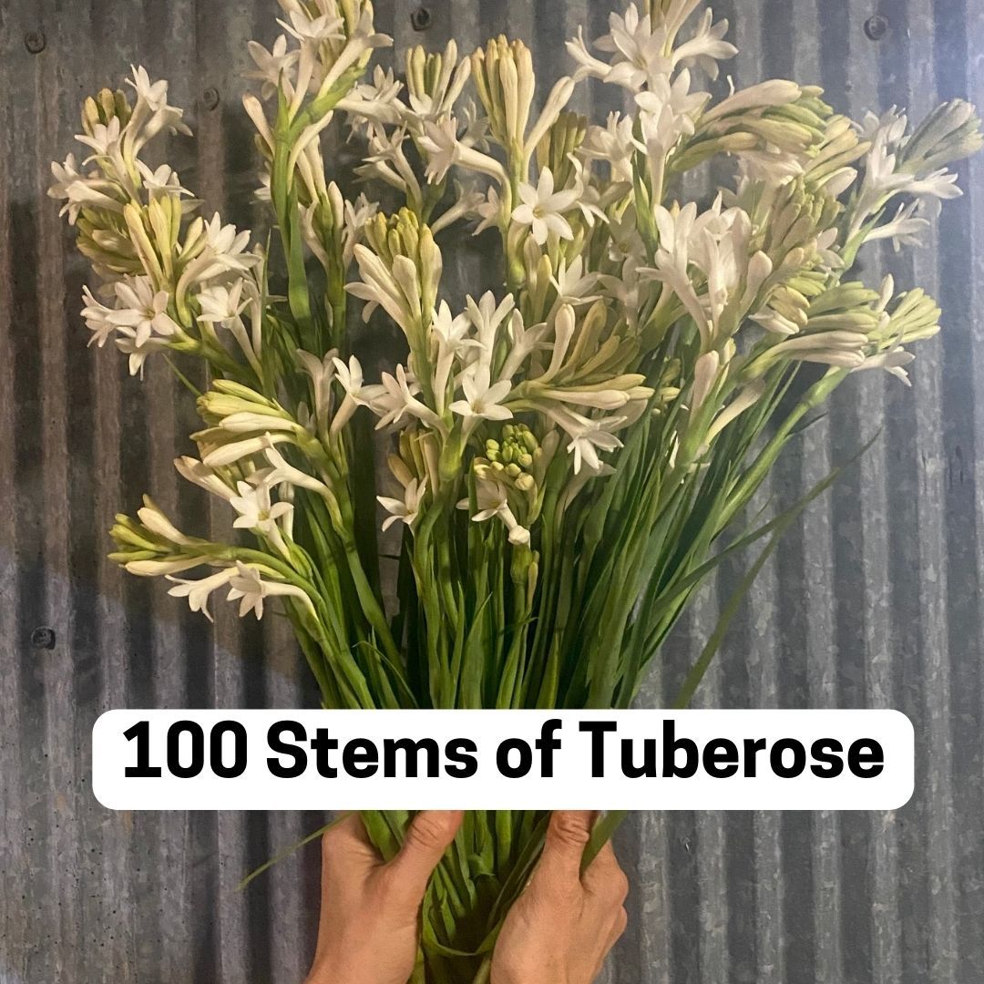 100 Stems of Single Tuberose