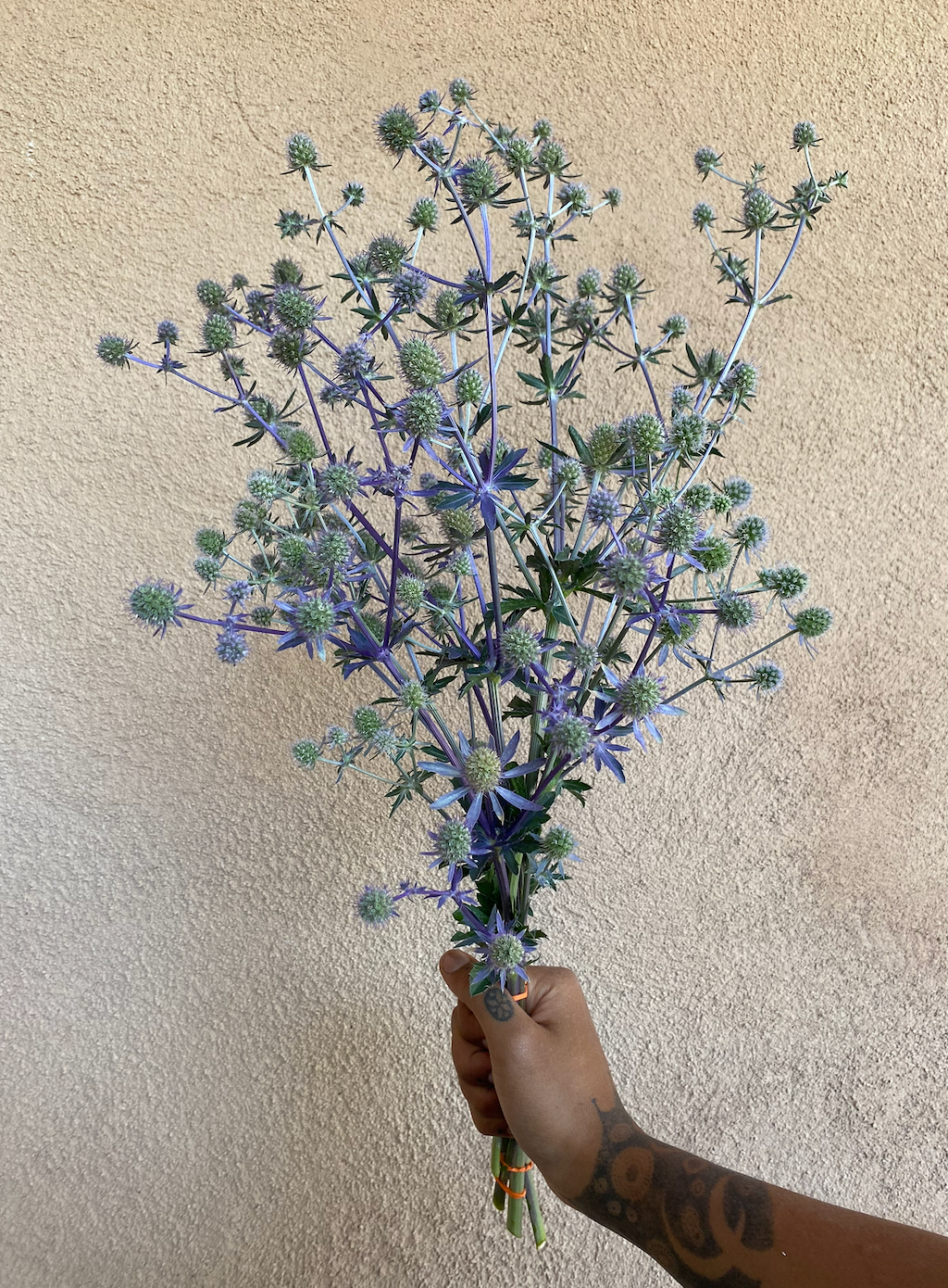ERYNGIUM agavifolium