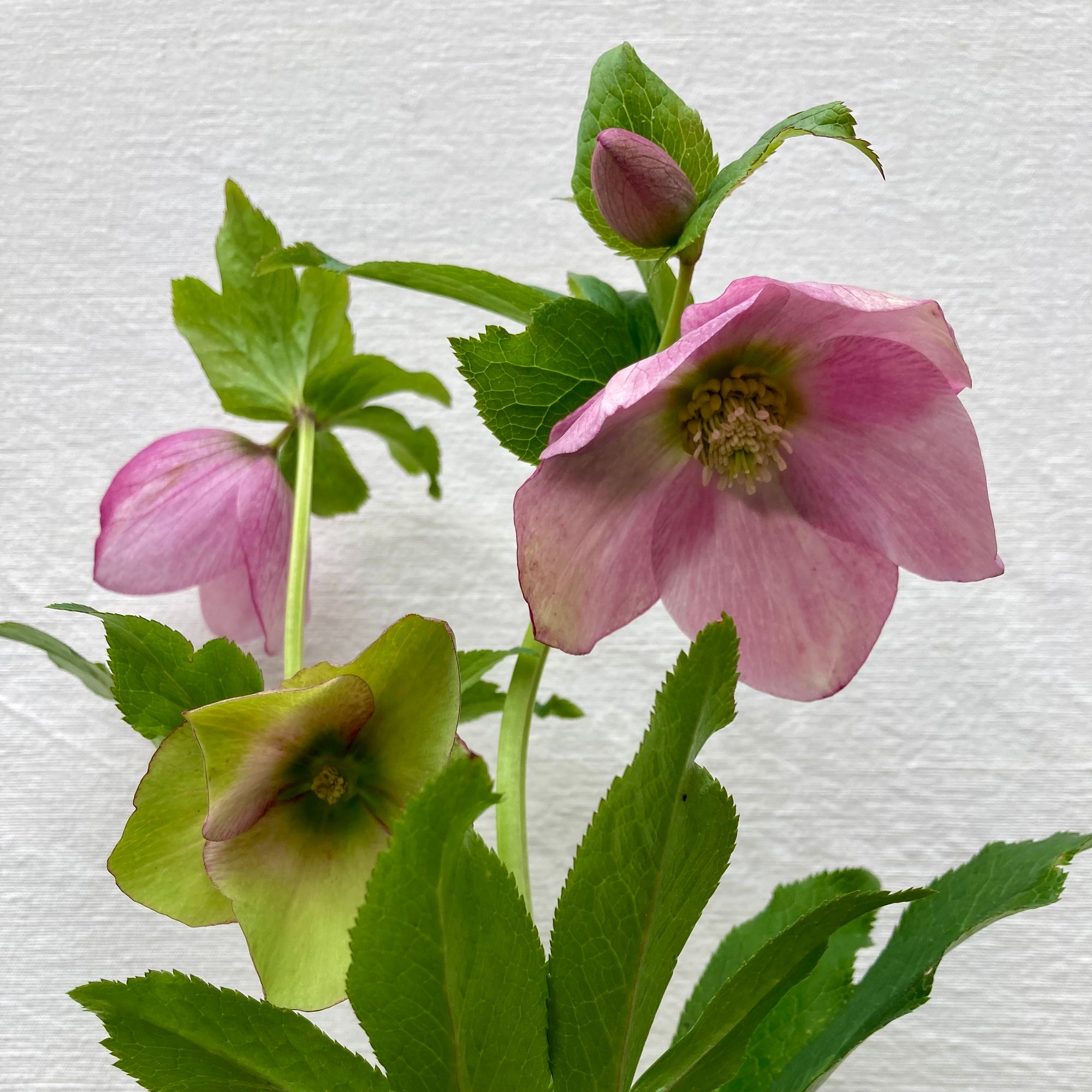 HELLEBORUS x hybridus