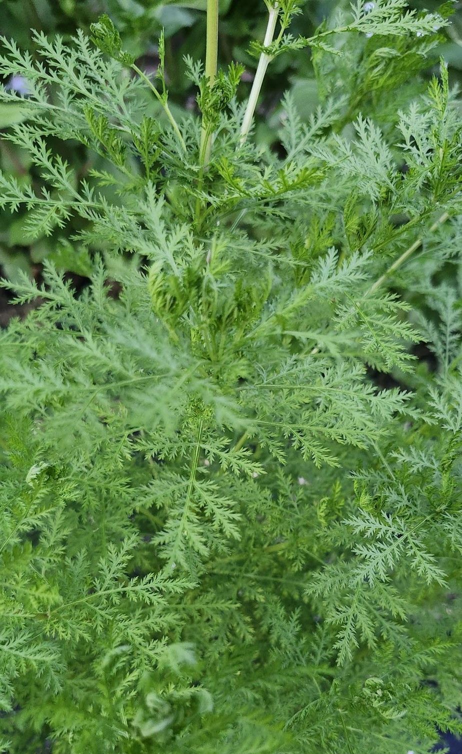 ARTEMISIA annua