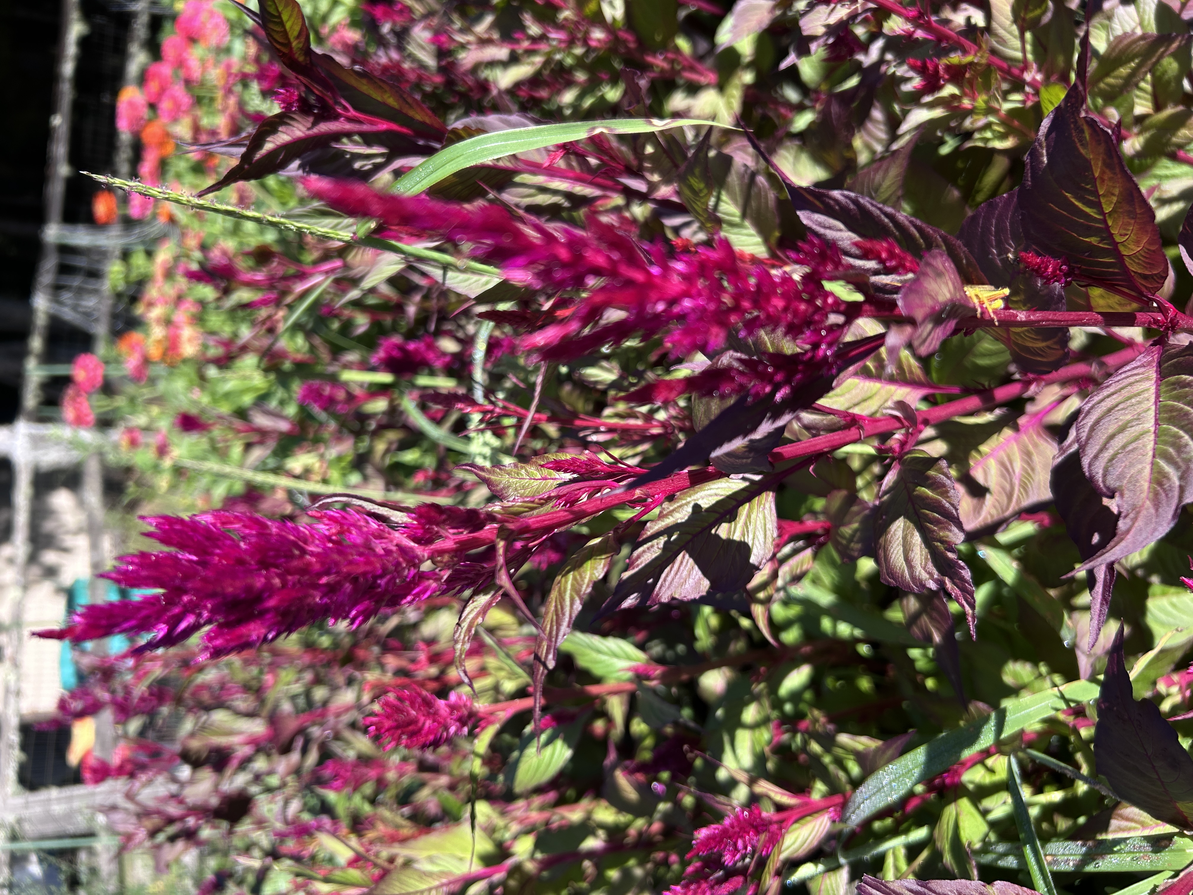 CELOSIA argentea var. plumosa Texas Plume Sangria