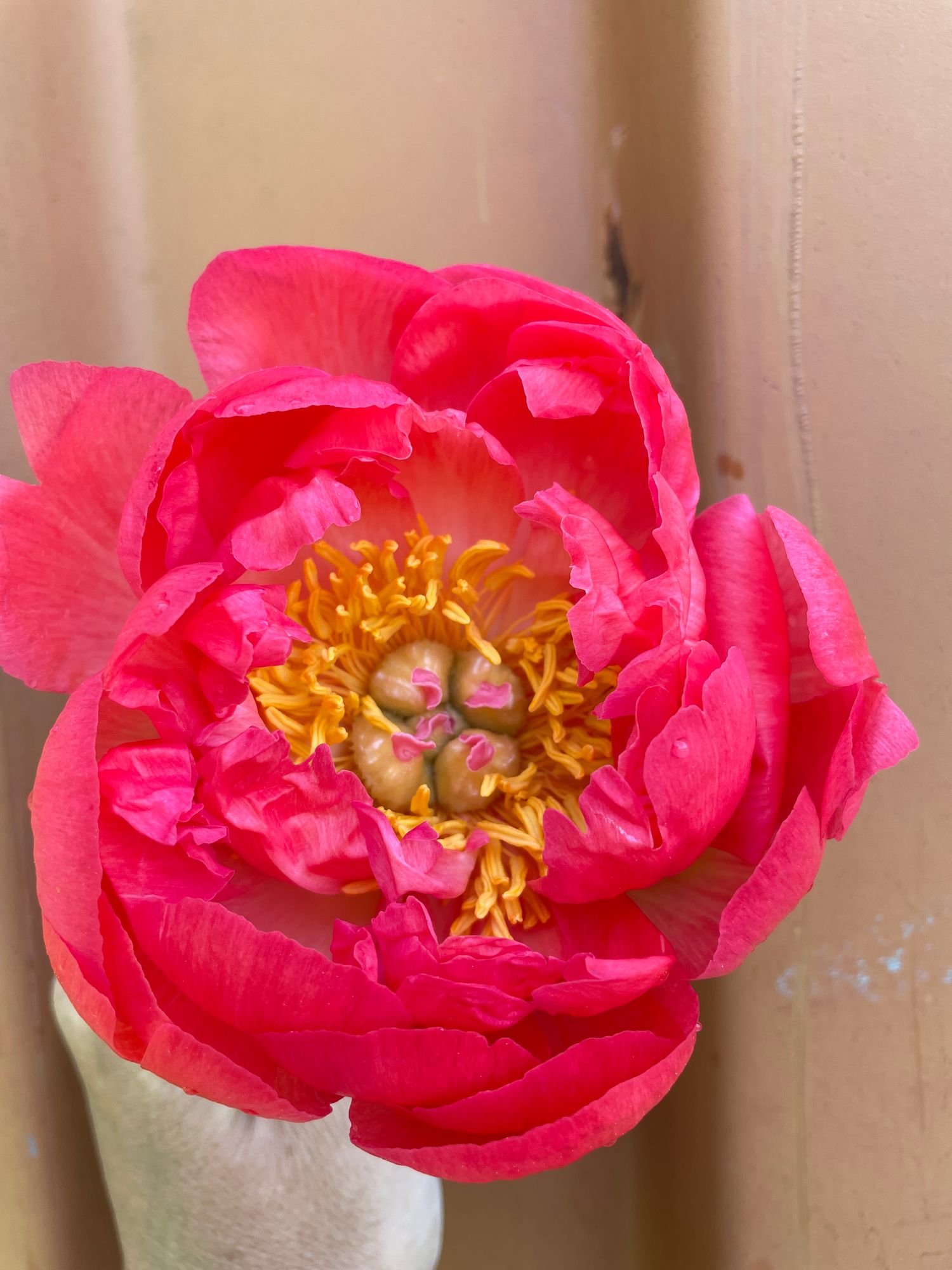 PAEONIA lactiflora Coral Charm