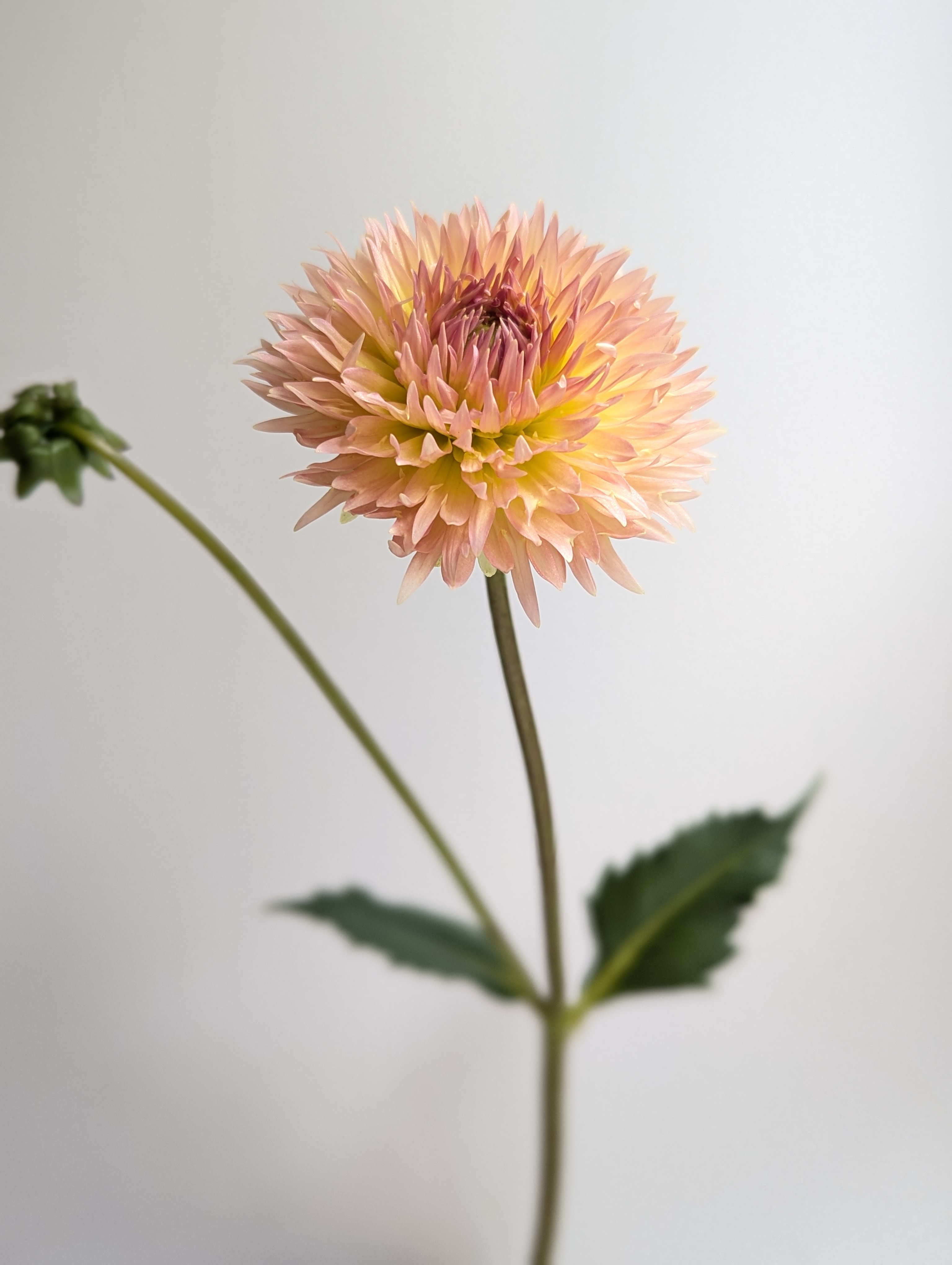 DAHLIA Lakeview Peach Fuzz