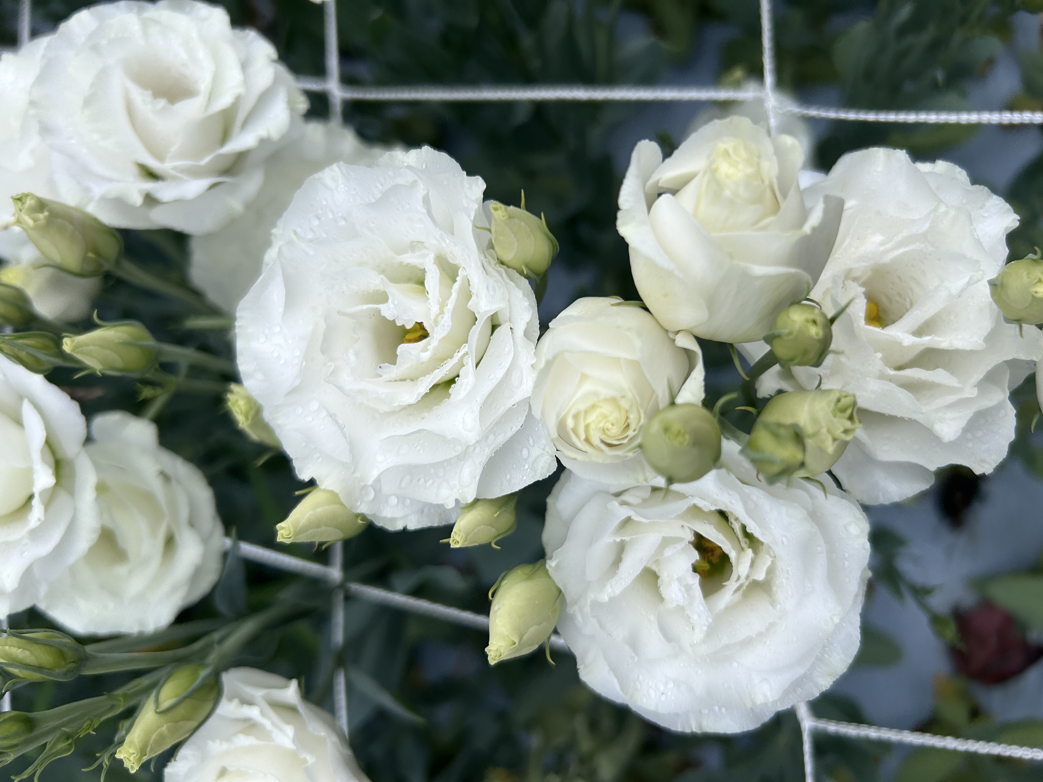 EUSTOMA grandiflorum Croma 3 Silky White