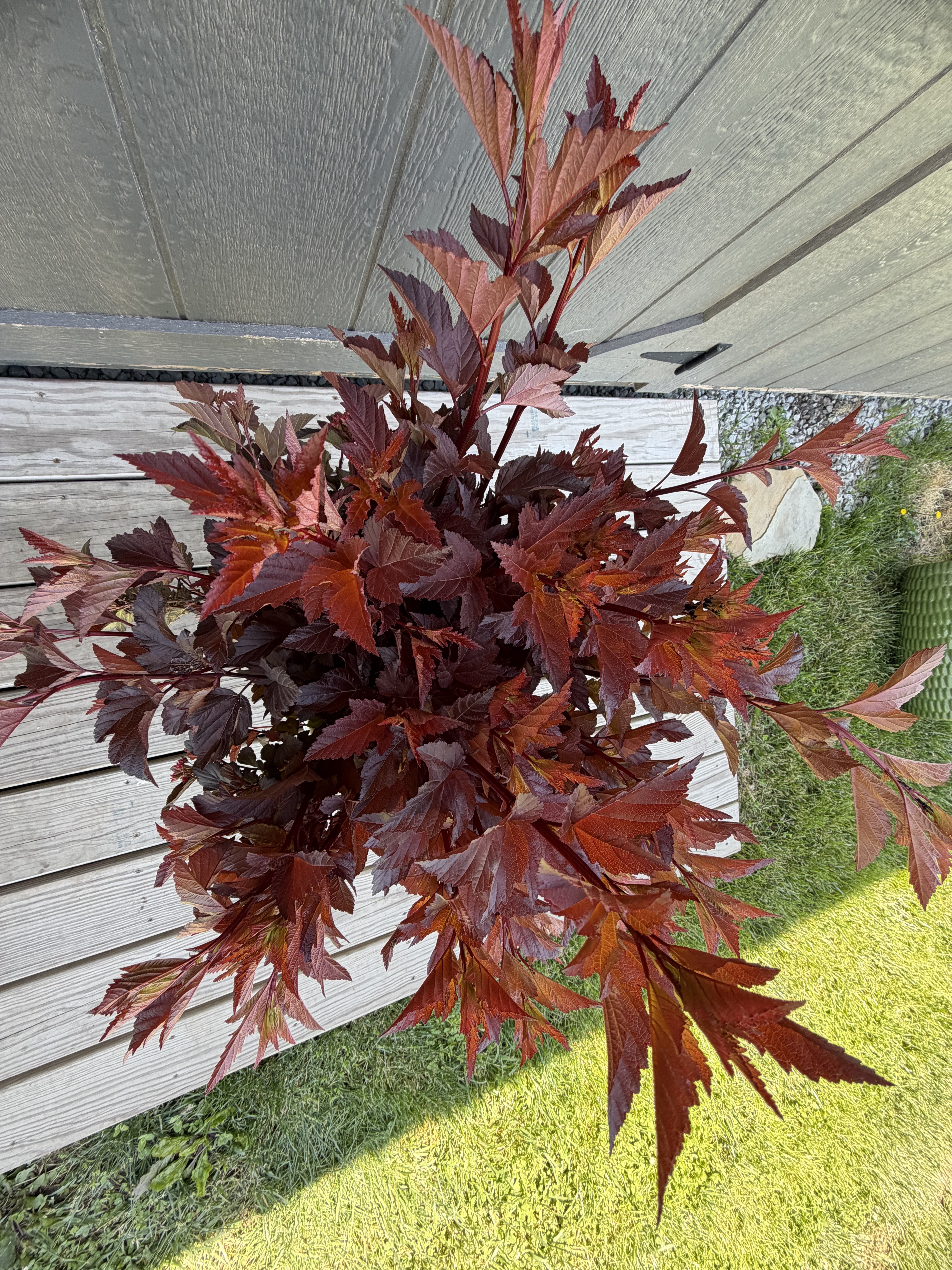 PHYSOCARPUS opulifolius