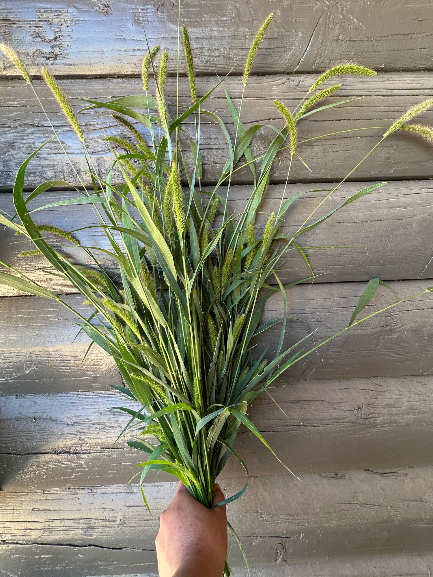 PENNISETUM alopecuroides