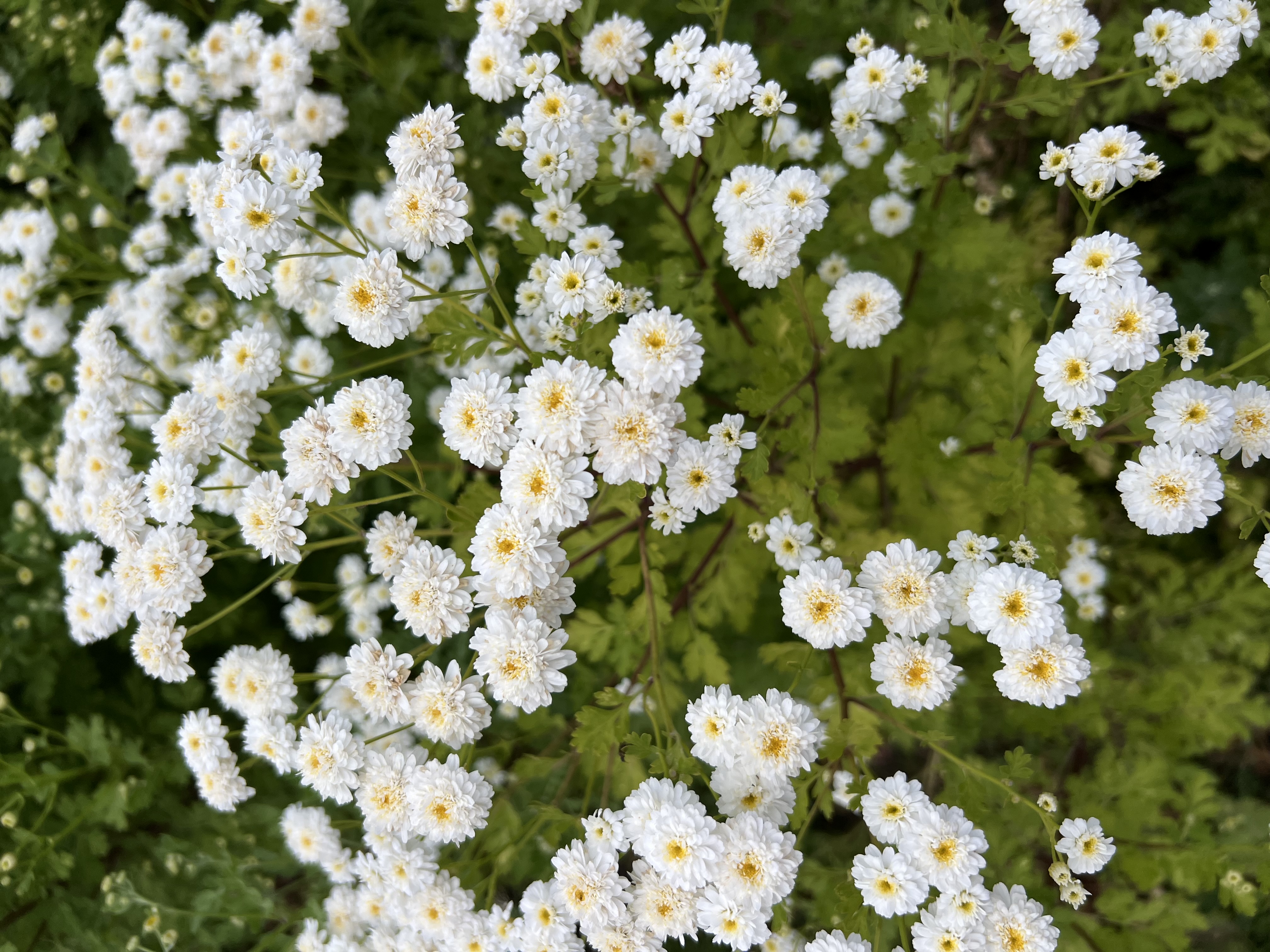 TANACETUM parthenium Tetra