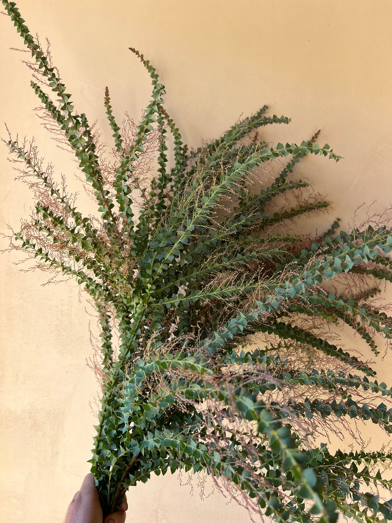 ACACIA cultriformis