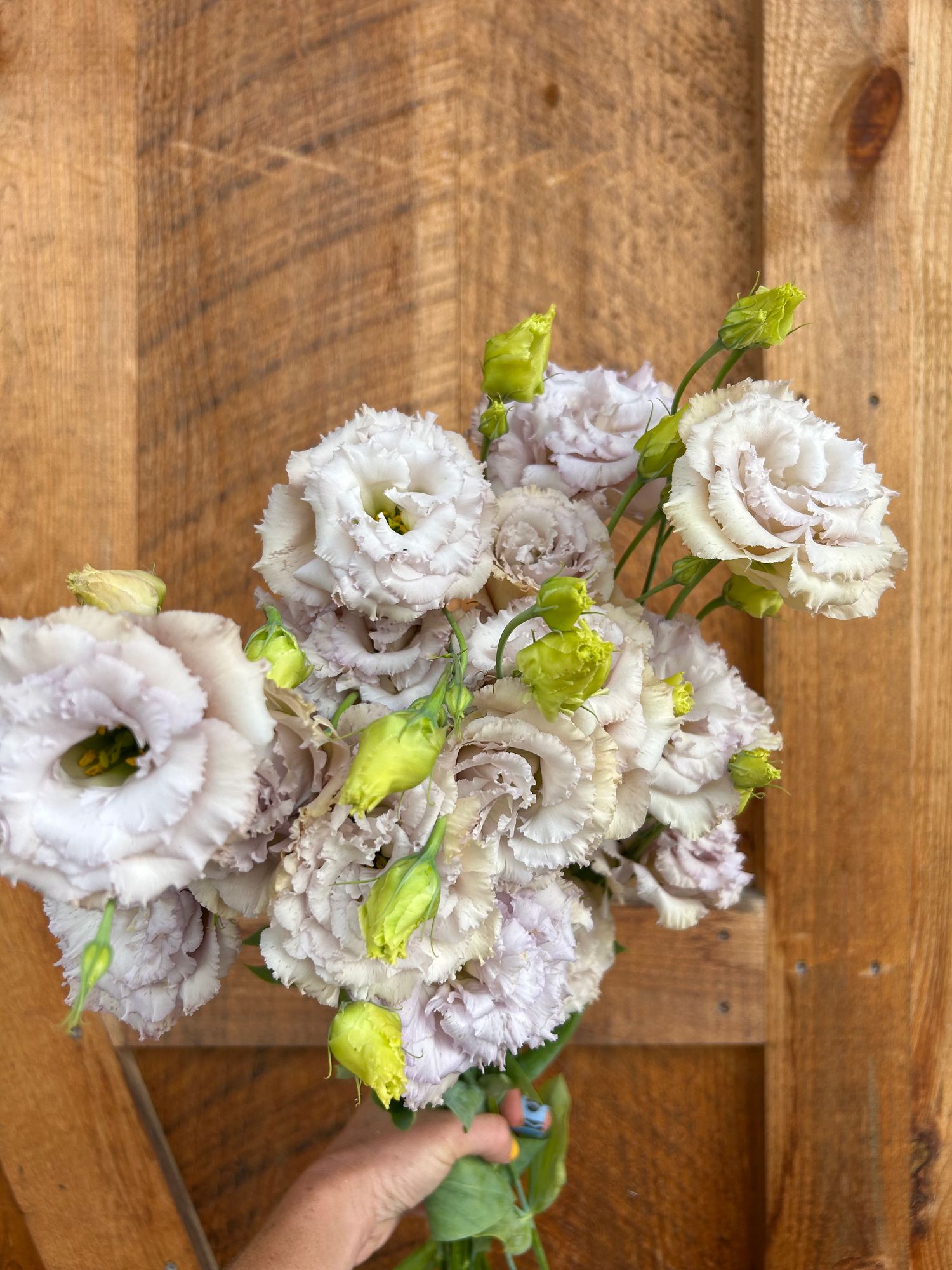 EUSTOMA grandiflorum Blue Chateau
