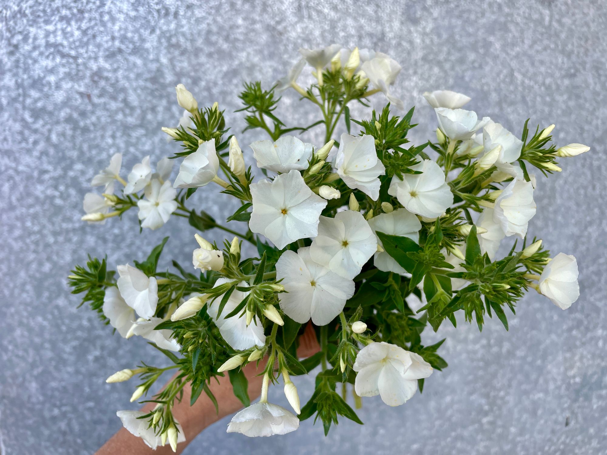 PHLOX drummondii Whipped Cream