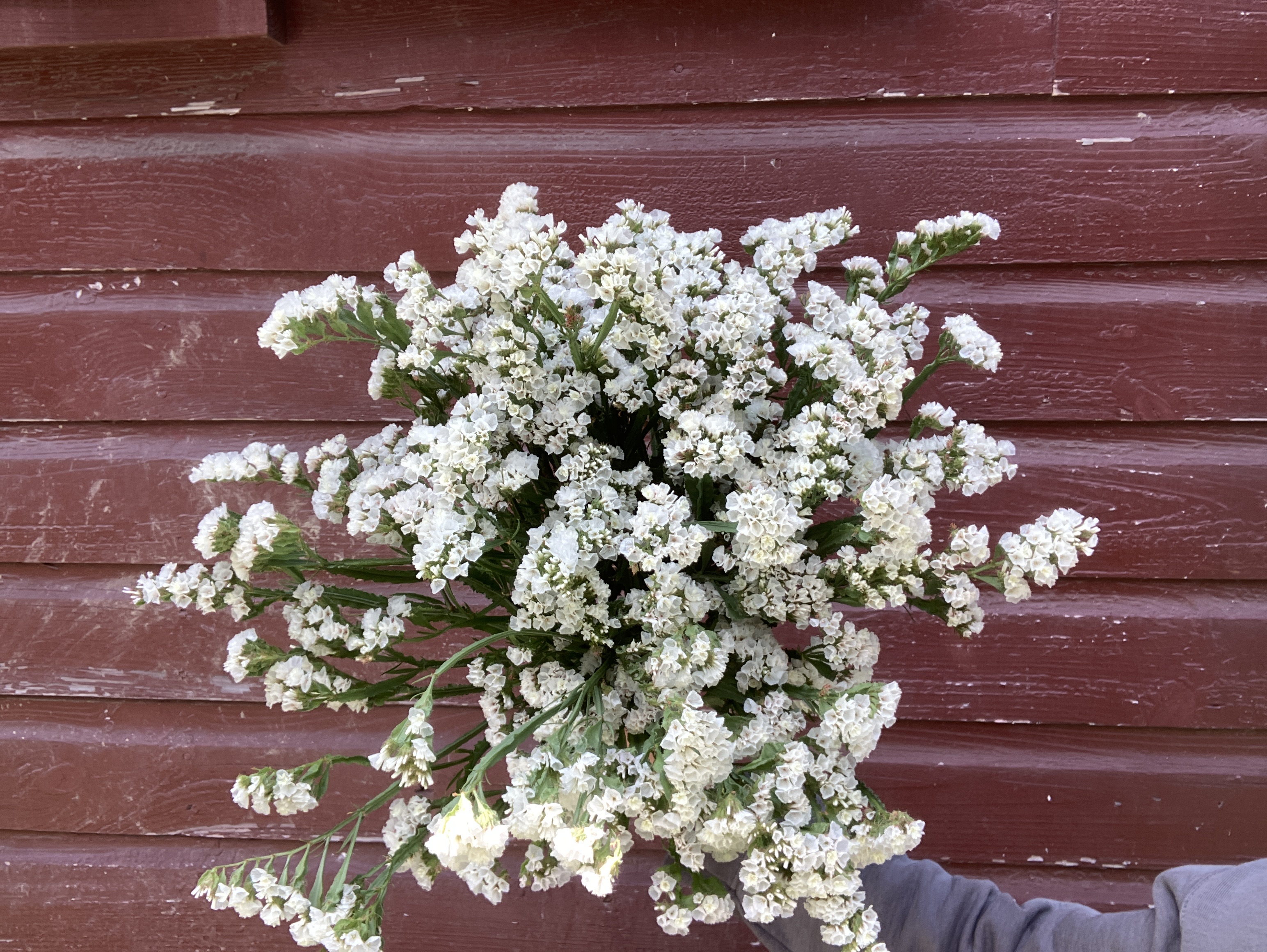 LIMONIUM sinuatum QIS White