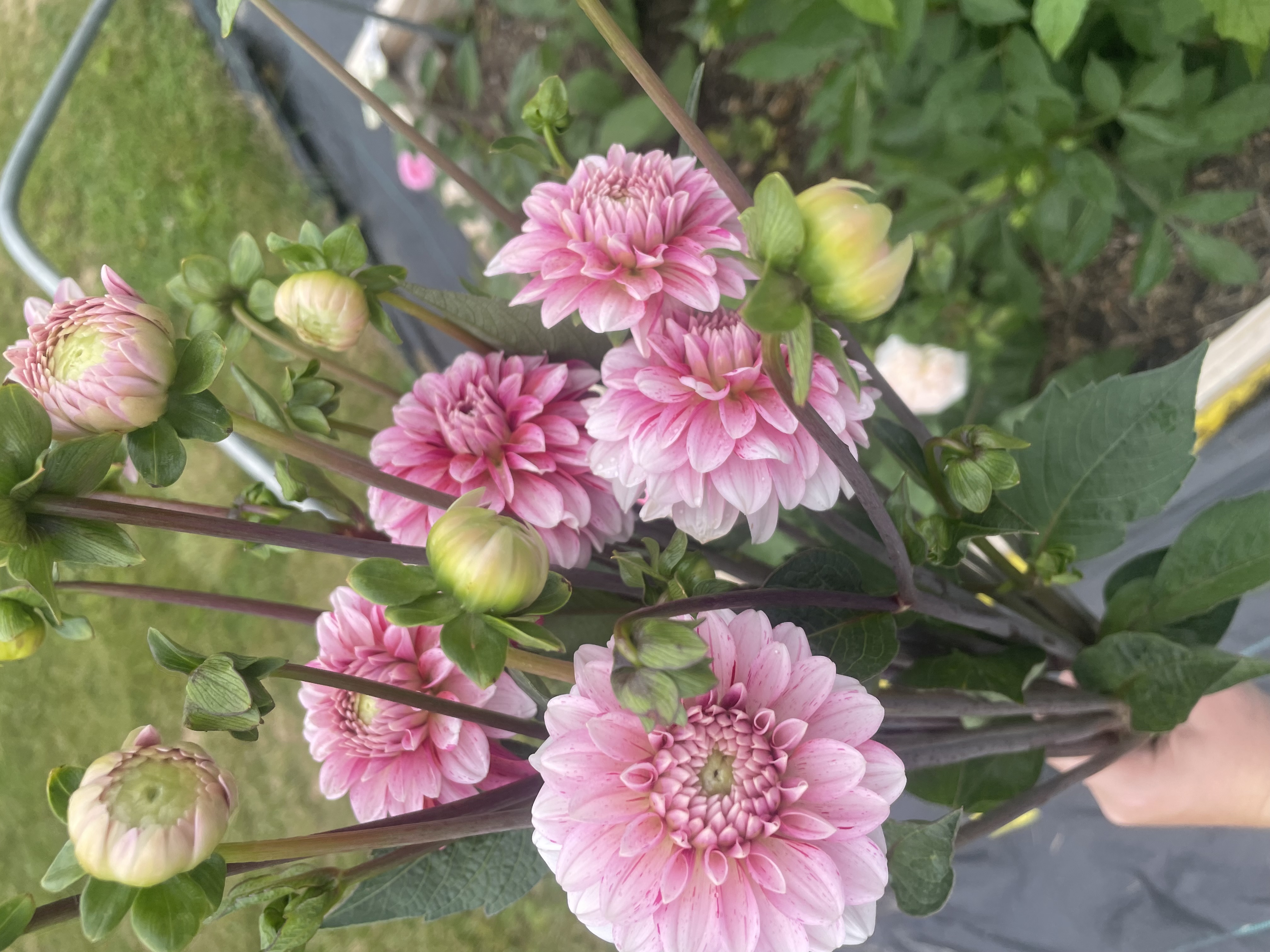 DAHLIA Strawberry Cream