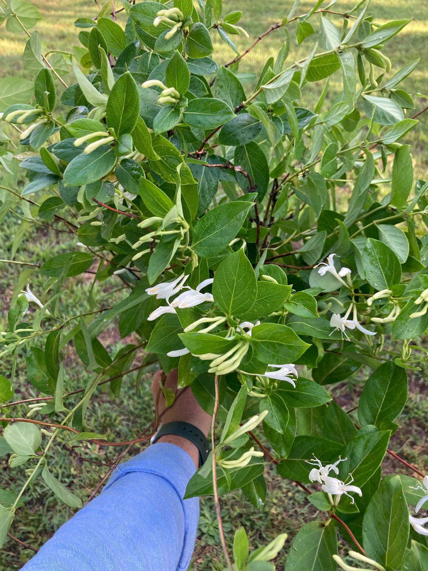 LONICERA japonica