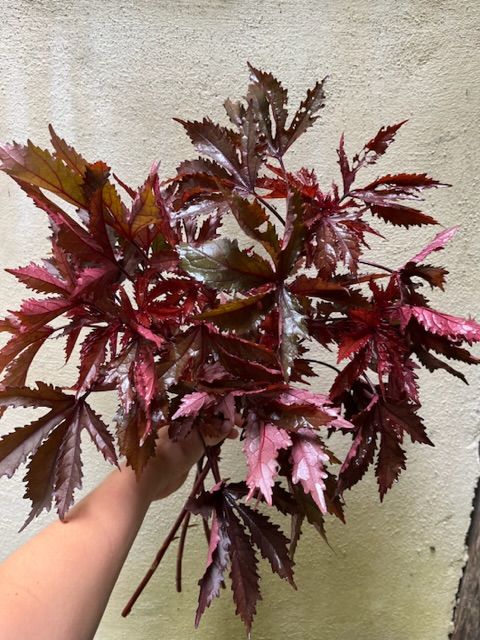 HIBISCUS acetosella