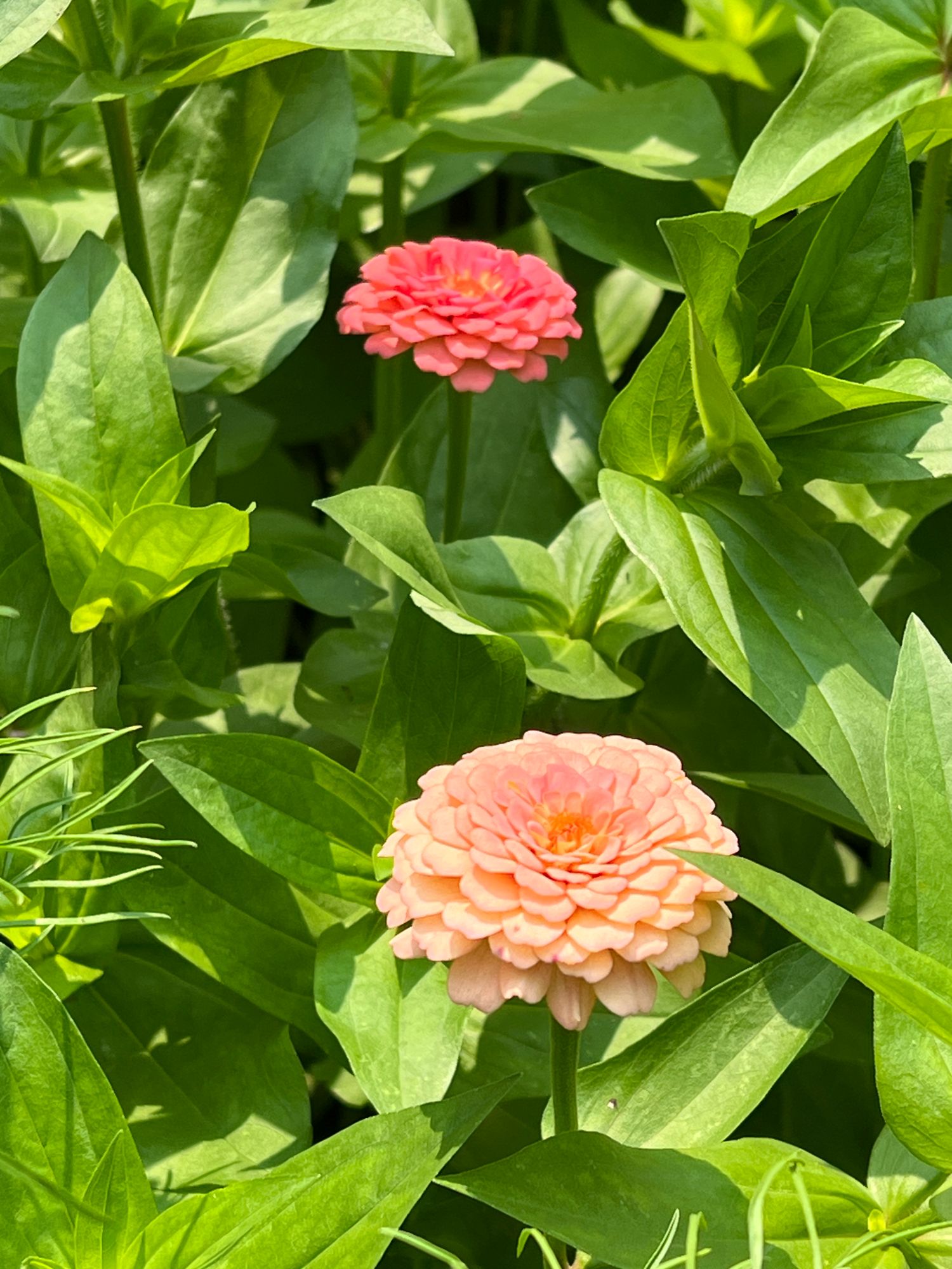 ZINNIA elegans Oklahoma Series