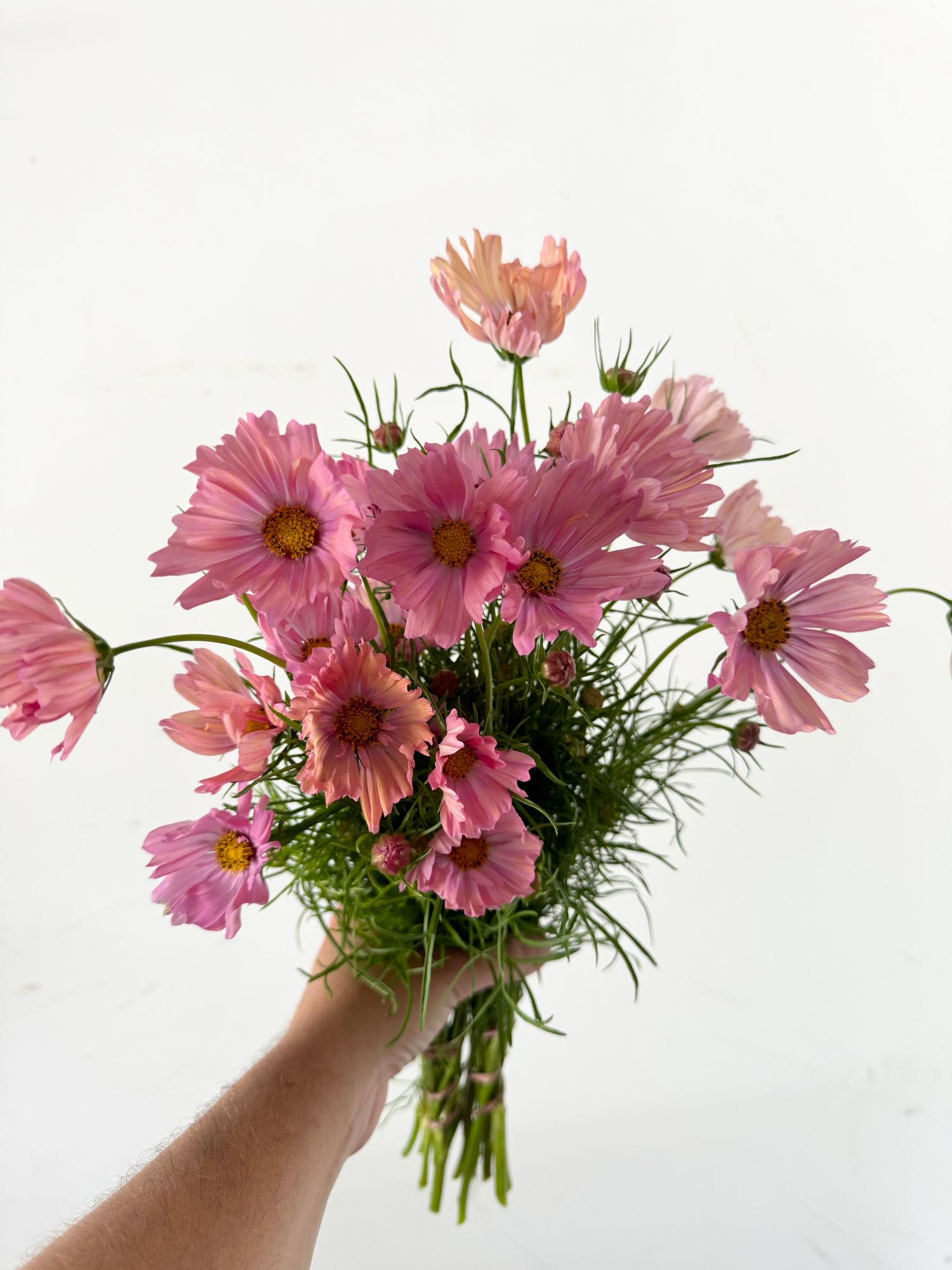 COSMOS bipinnatus Apricotta