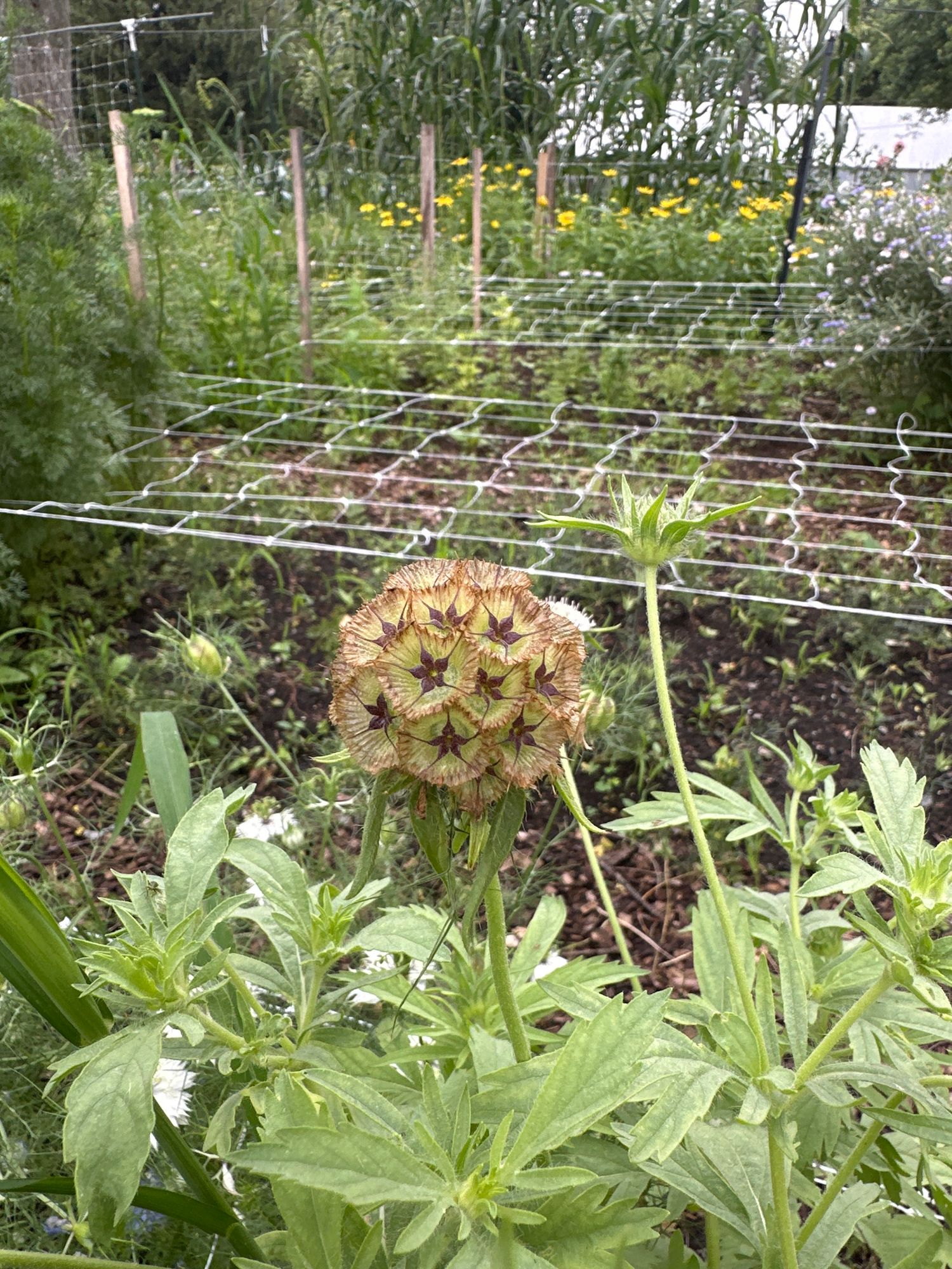 SCABIOSA stellata
