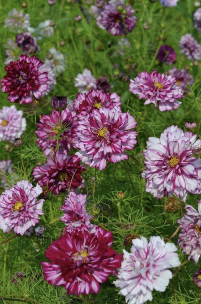 COSMOS bipinnatus Double Click Bicolor Violet