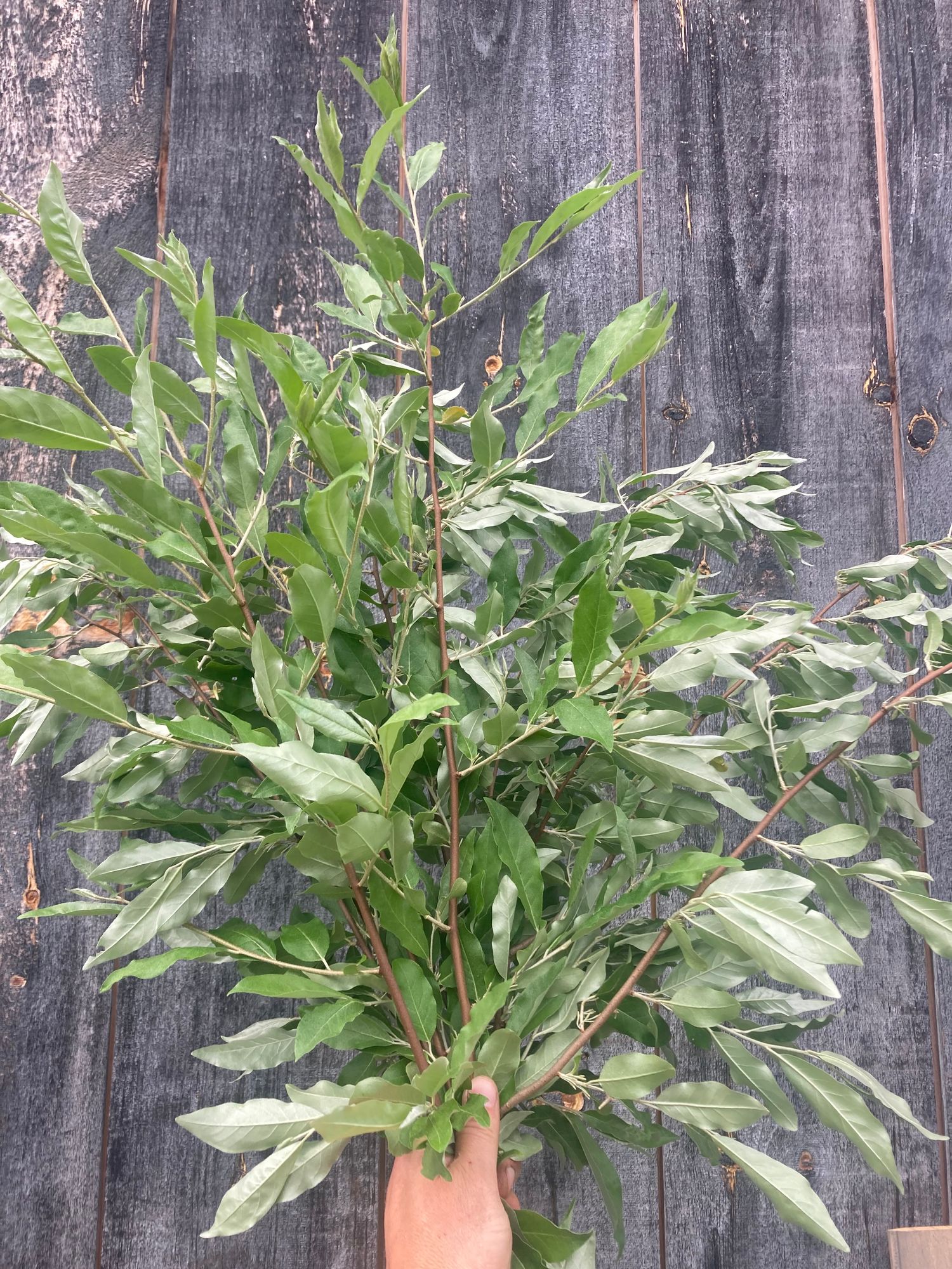 ELAEAGNUS umbellata