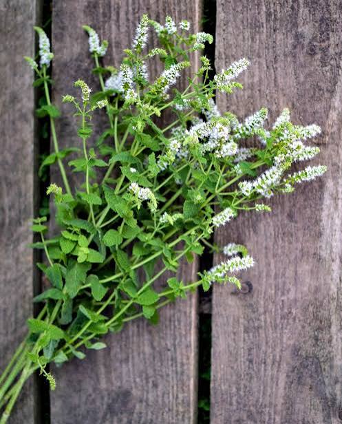 MENTHA suaveolens