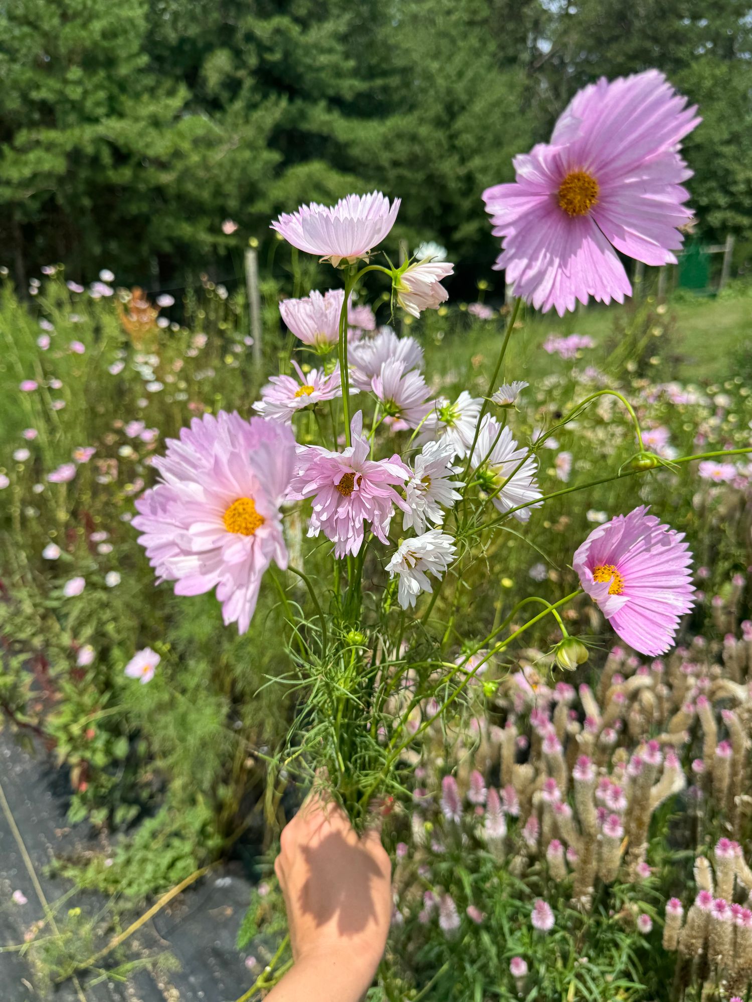 COSMOS bipinnatus Cupcakes