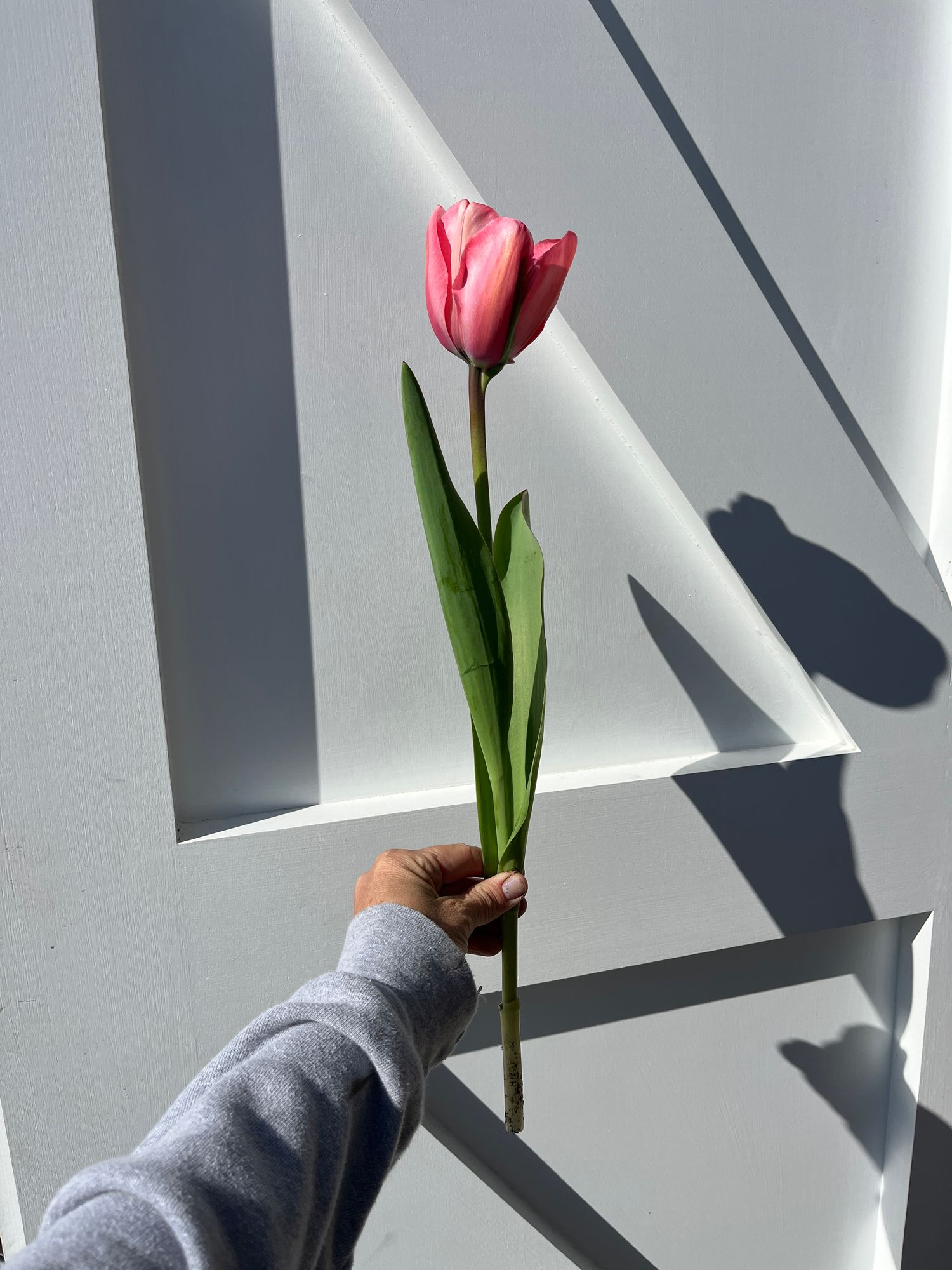 TULIPA Pink Impression