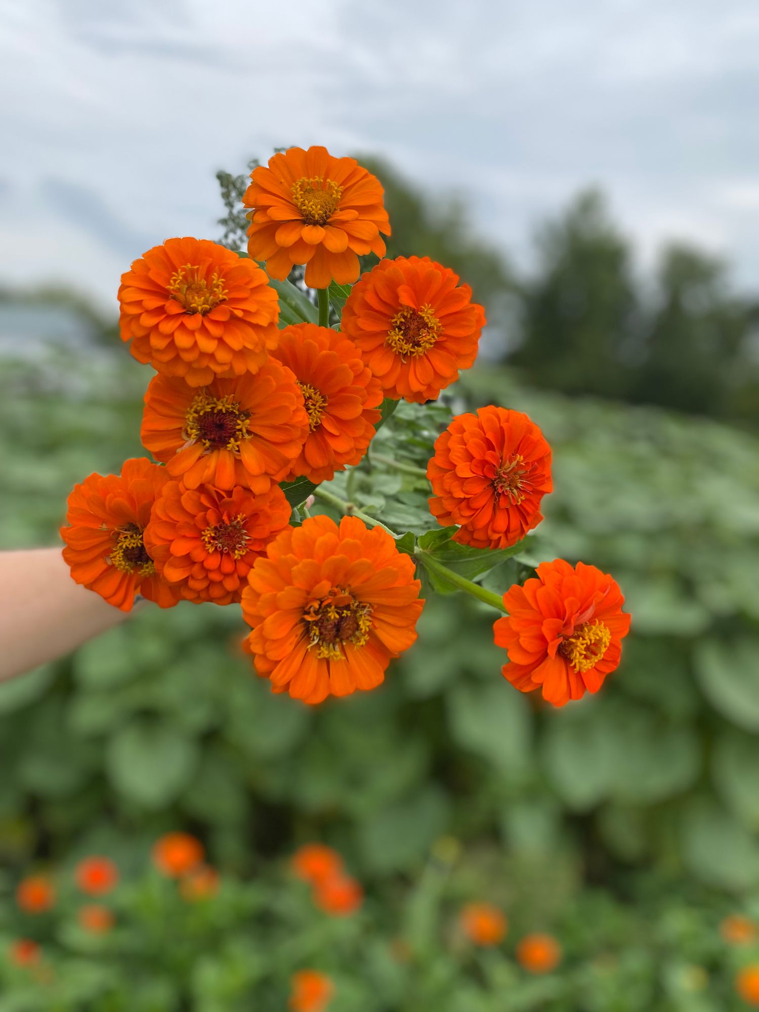 ZINNIA elegans Queeny Pure Orange