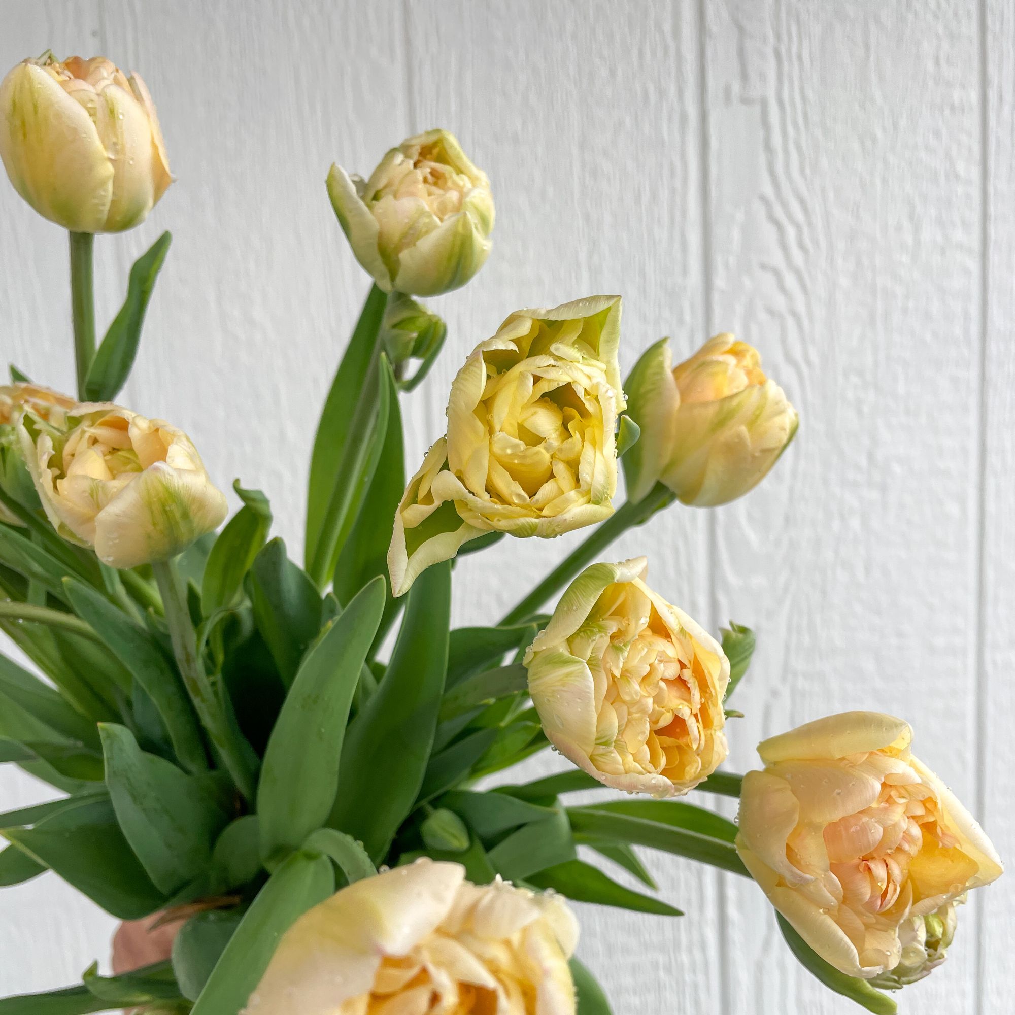 TULIPA Charming Lady