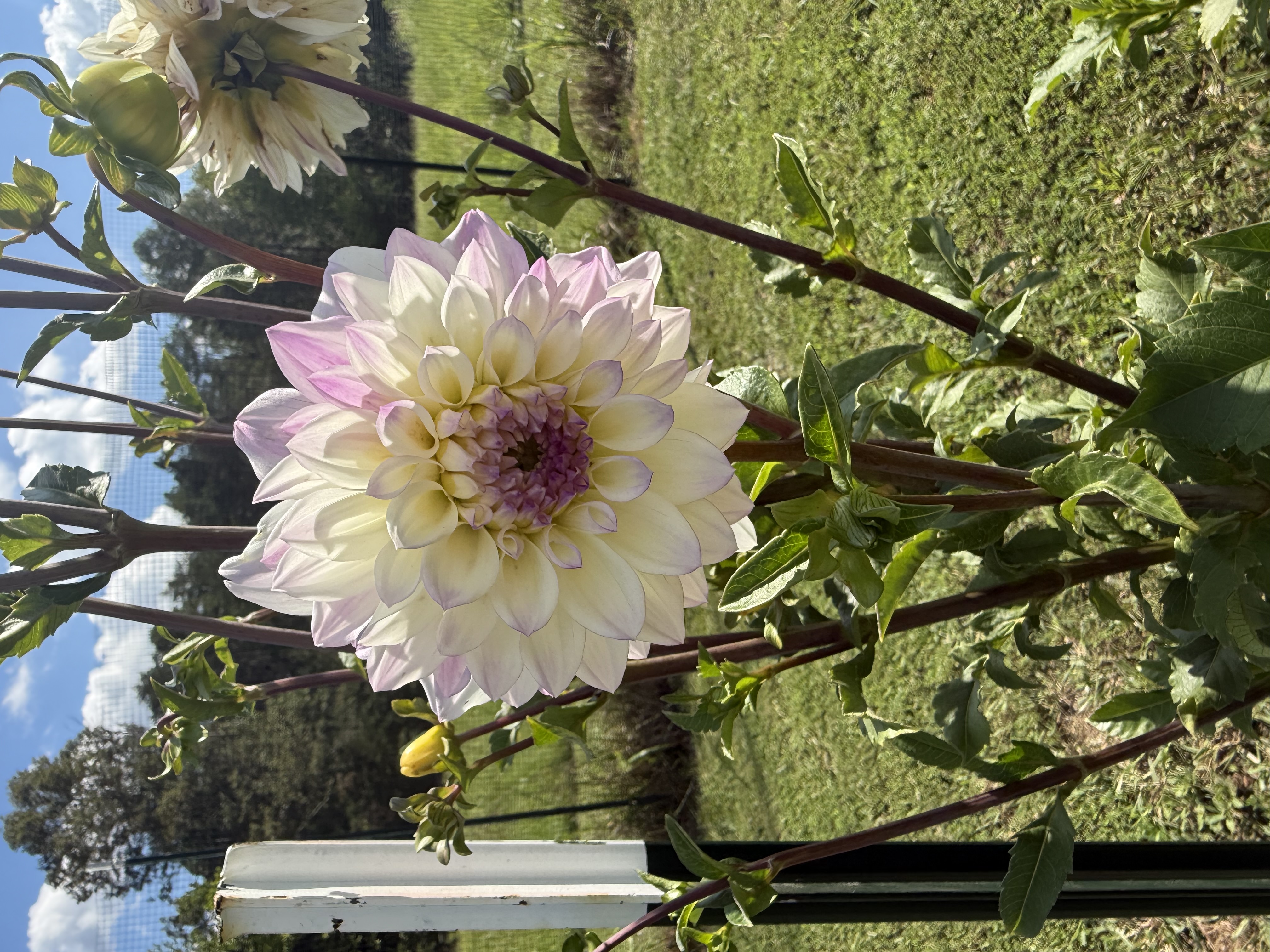 DAHLIA
