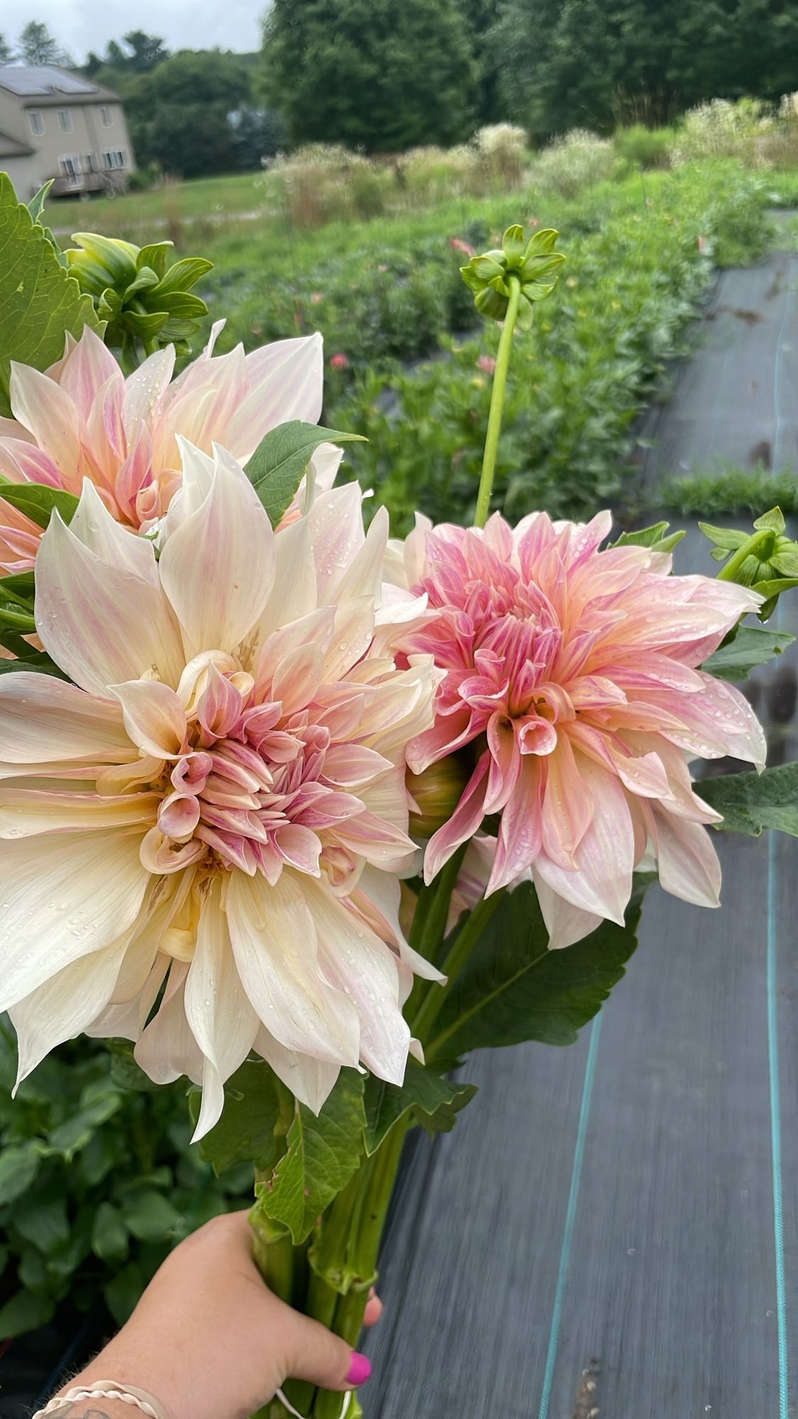 DAHLIA Cafe Au Lait