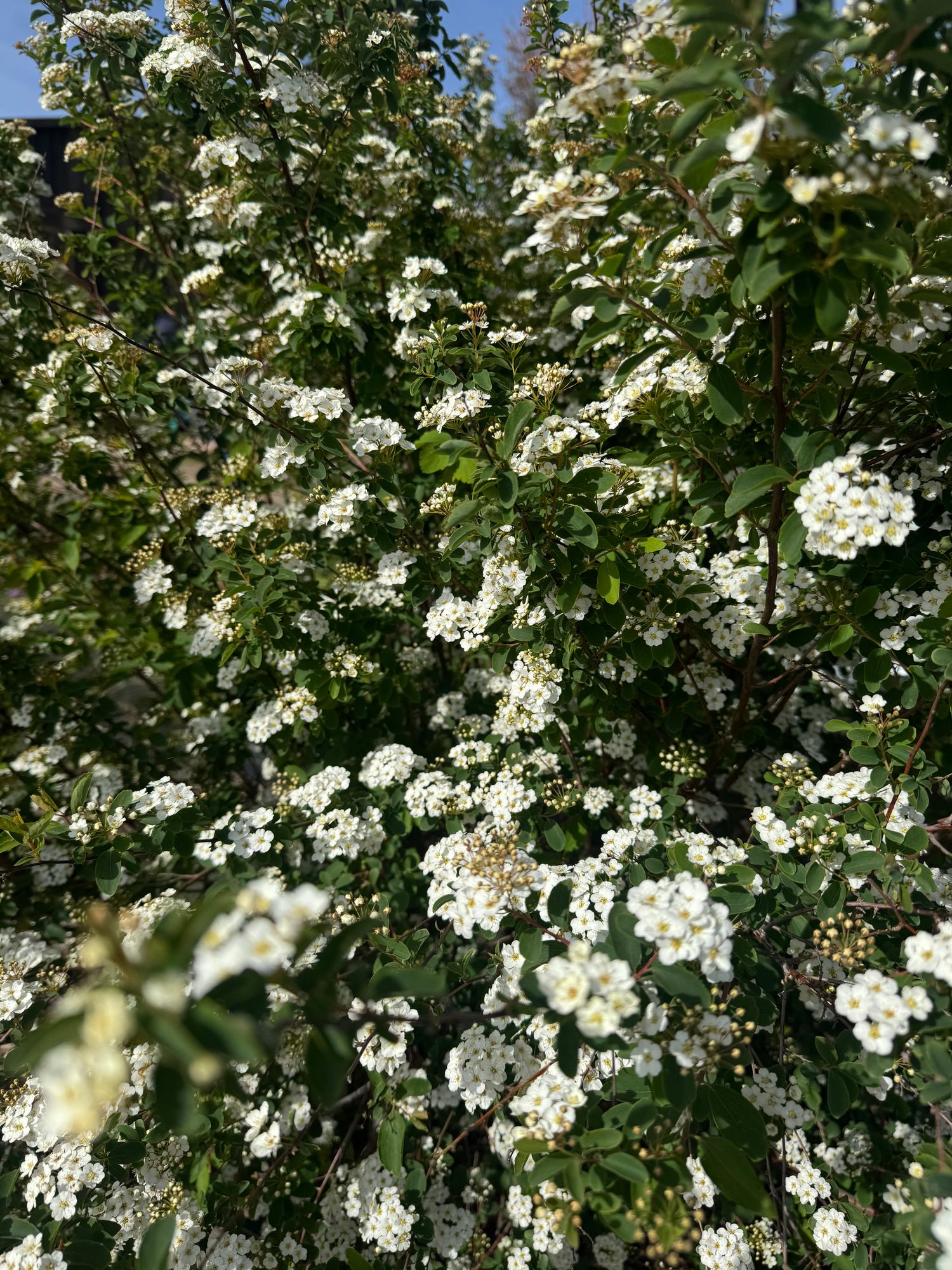 SPIRAEA