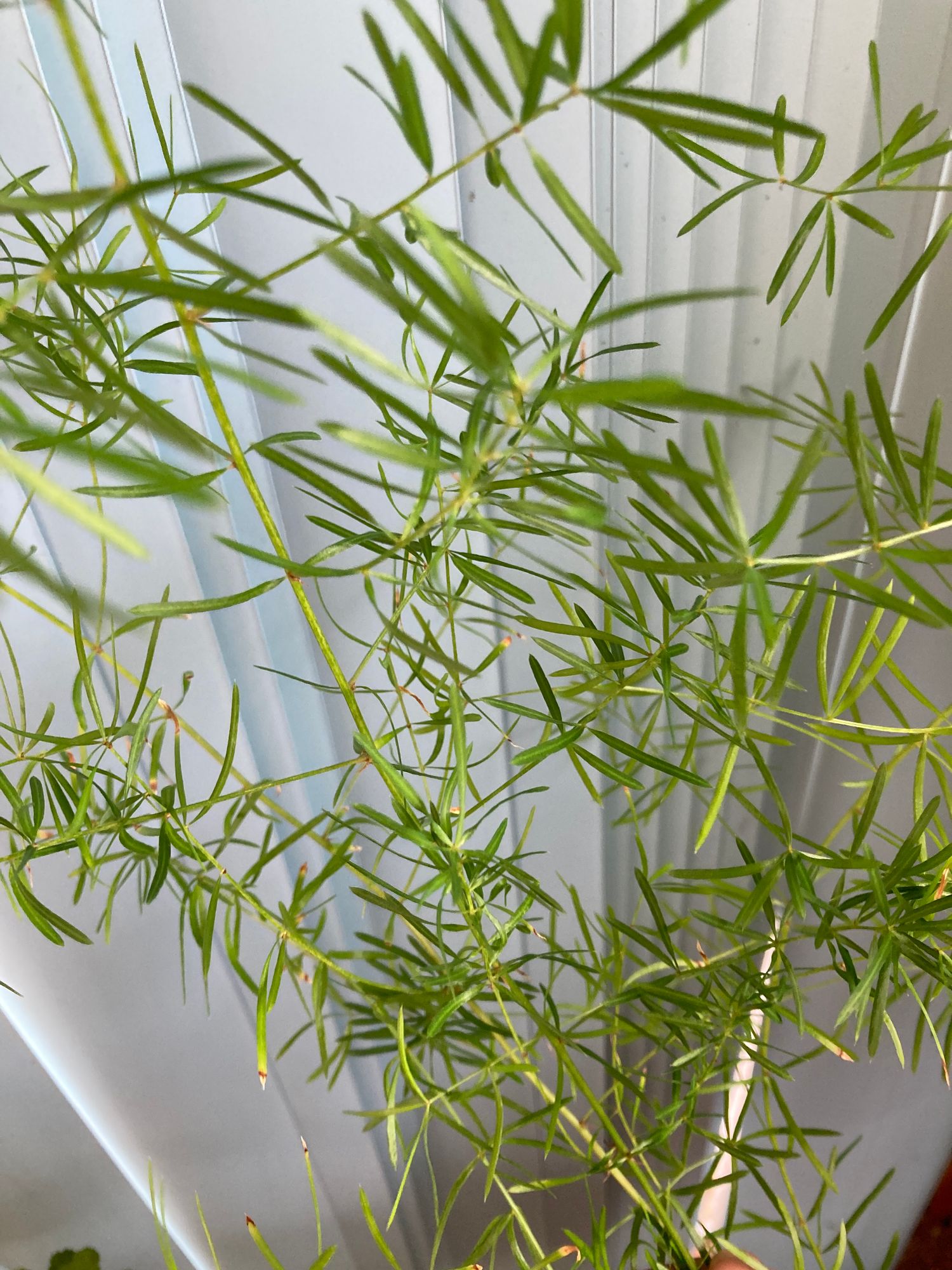 ASPARAGUS densiflorus Sprengeri