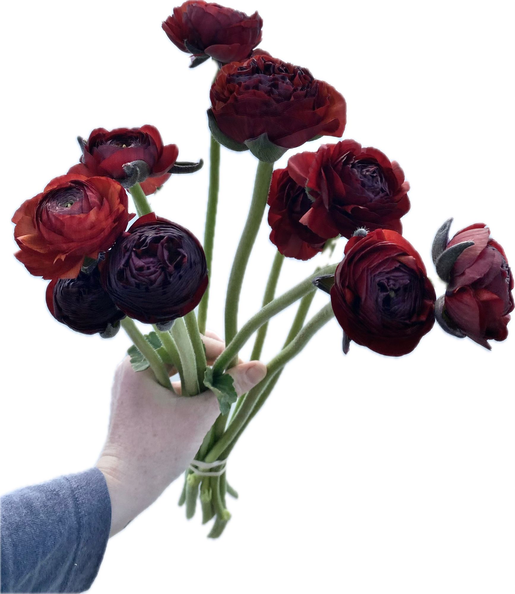 RANUNCULUS Cioccolato (Chocolate)