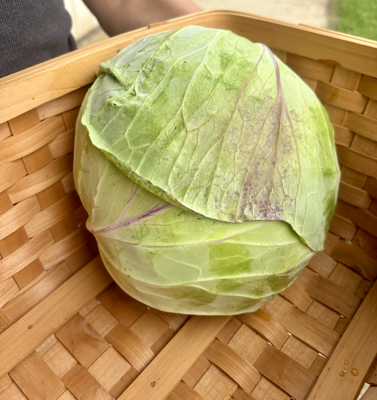 Organic Cabbage, Flat Dutch "Tendersweet"