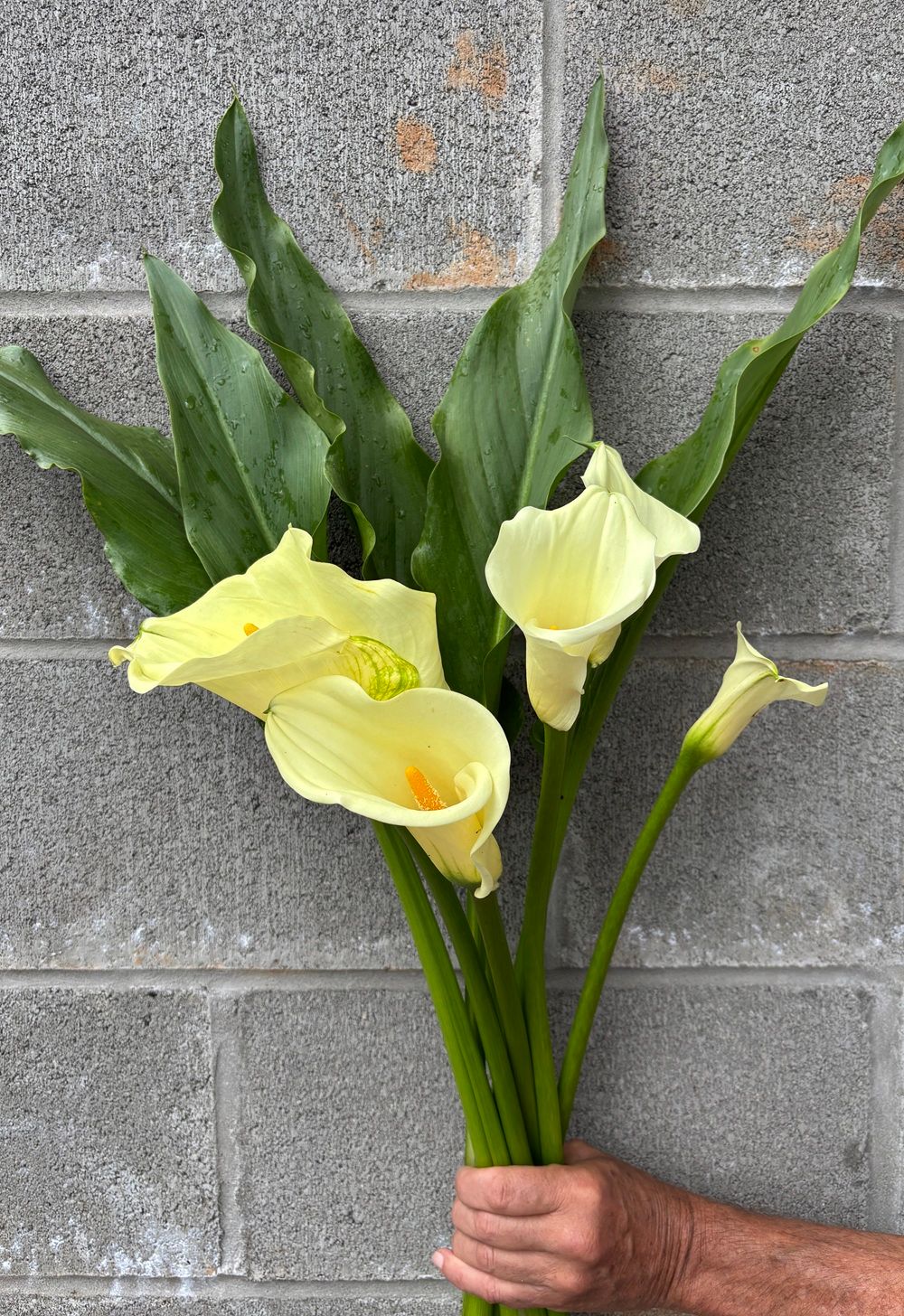 ZANTEDESCHIA x