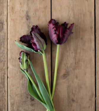 TULIPA Black Parrot