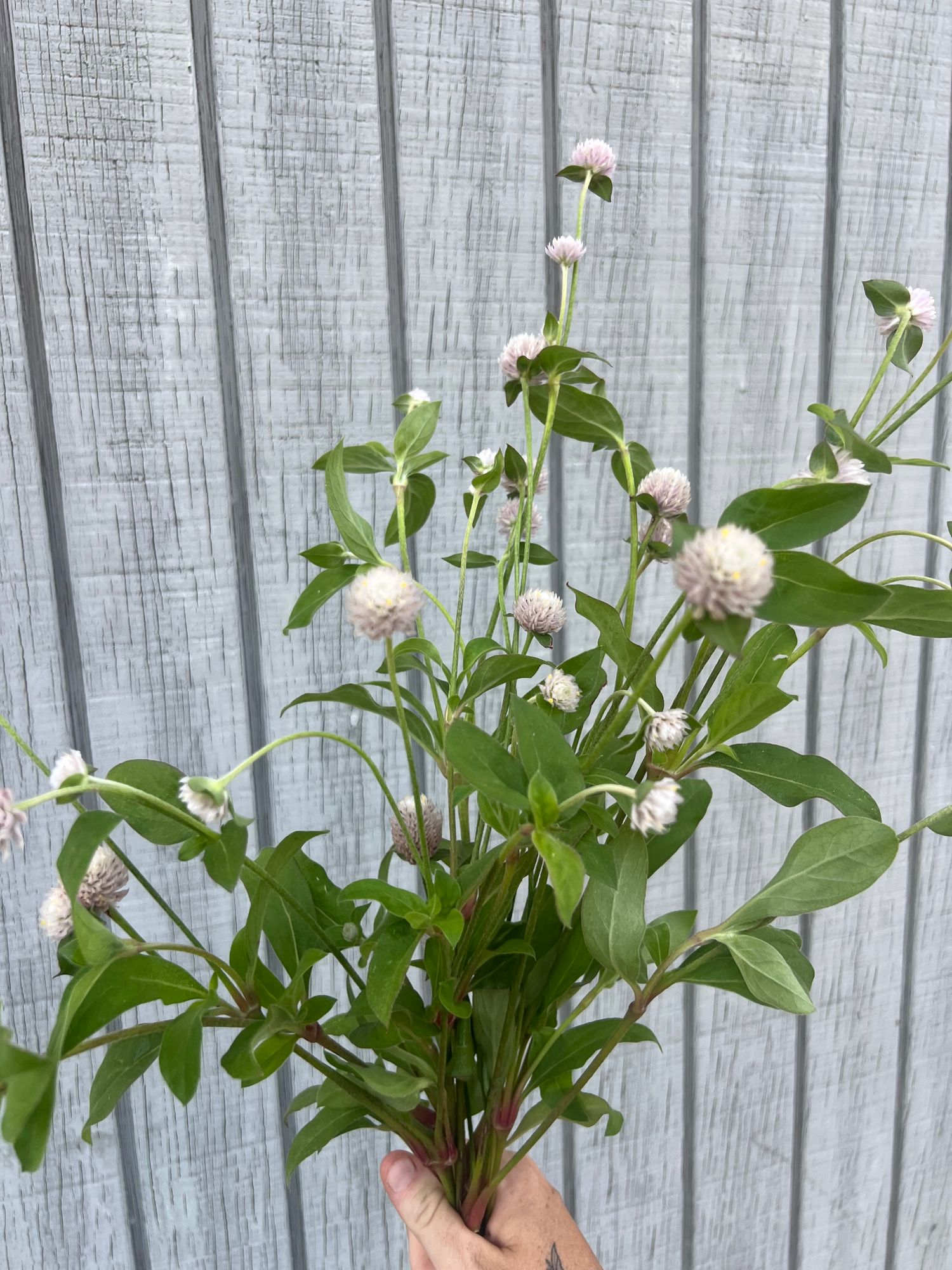 GOMPHRENA globosa QIS