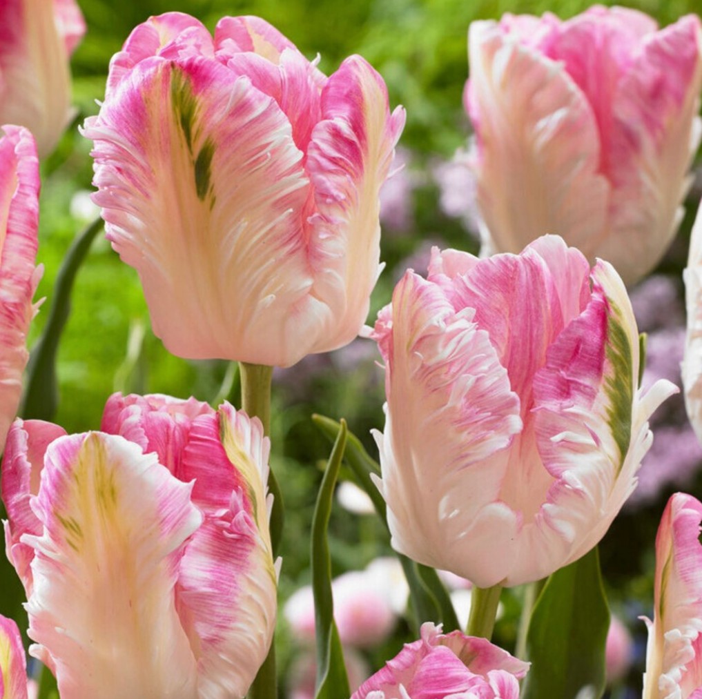 TULIPA Cabanna Parrot