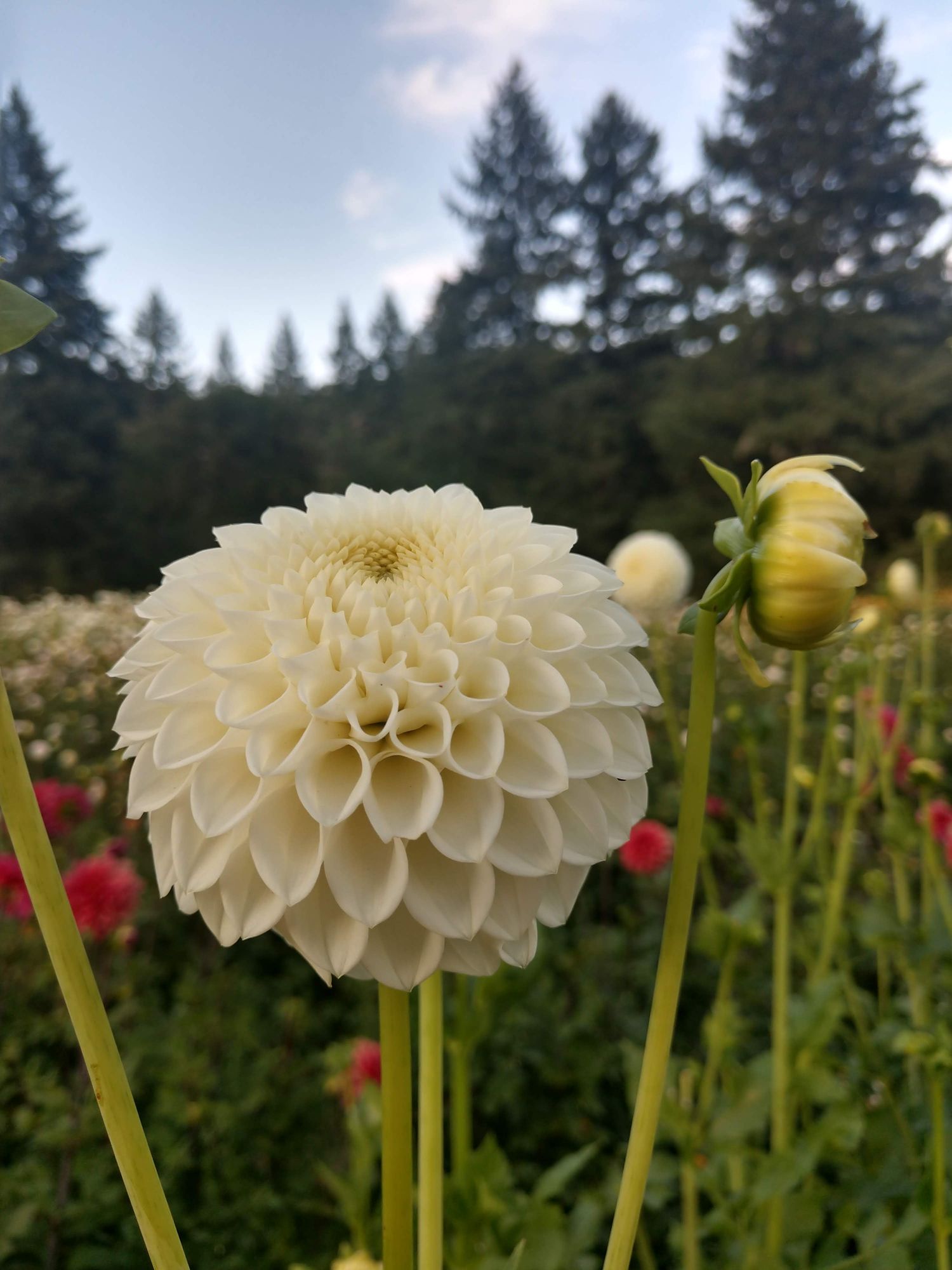 DAHLIA Ryecroft Jan