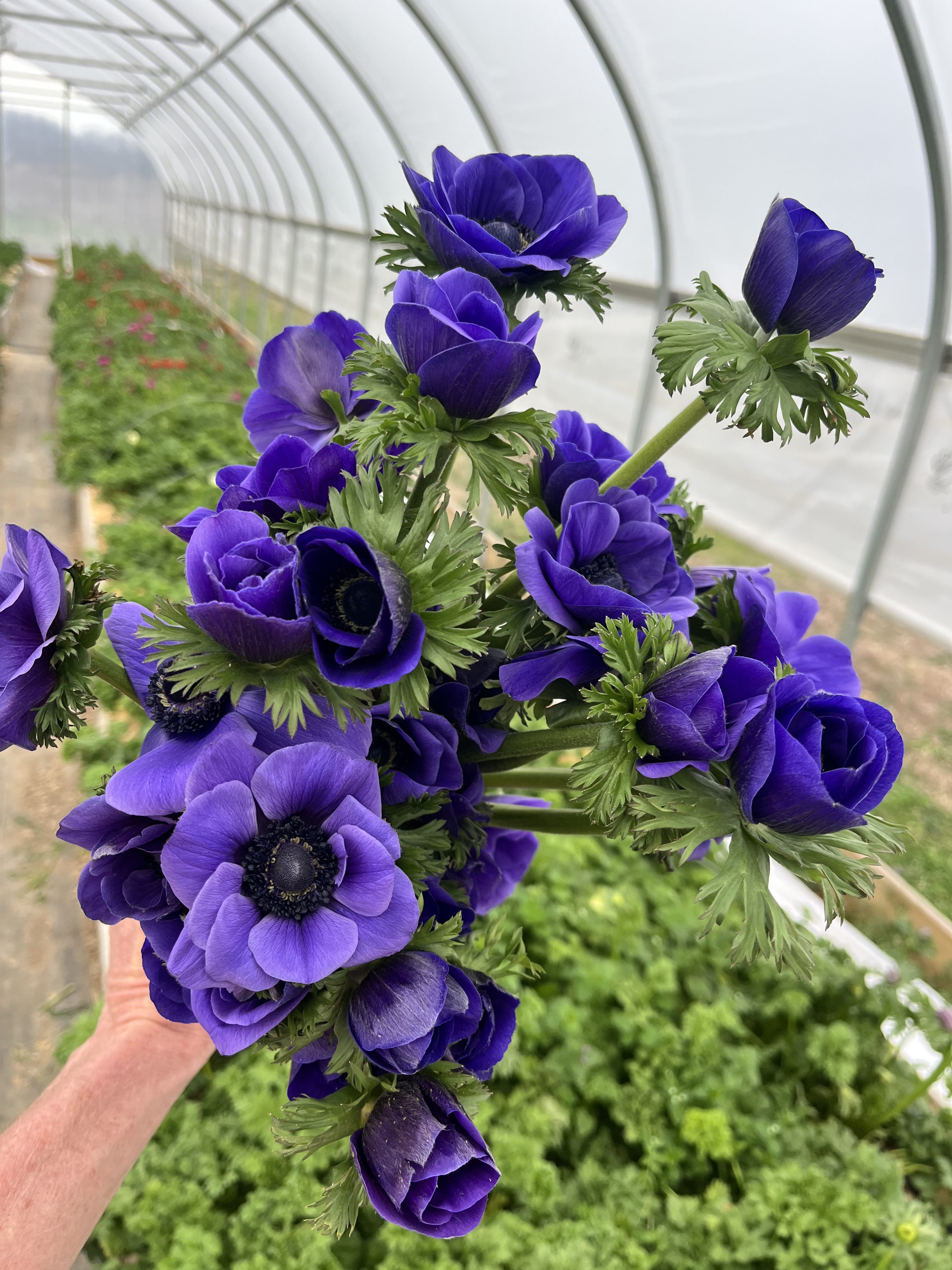 ANEMONE coronaria Galilee