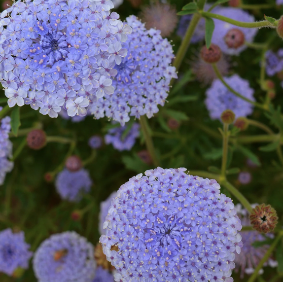 TRACHYMENE coerulea